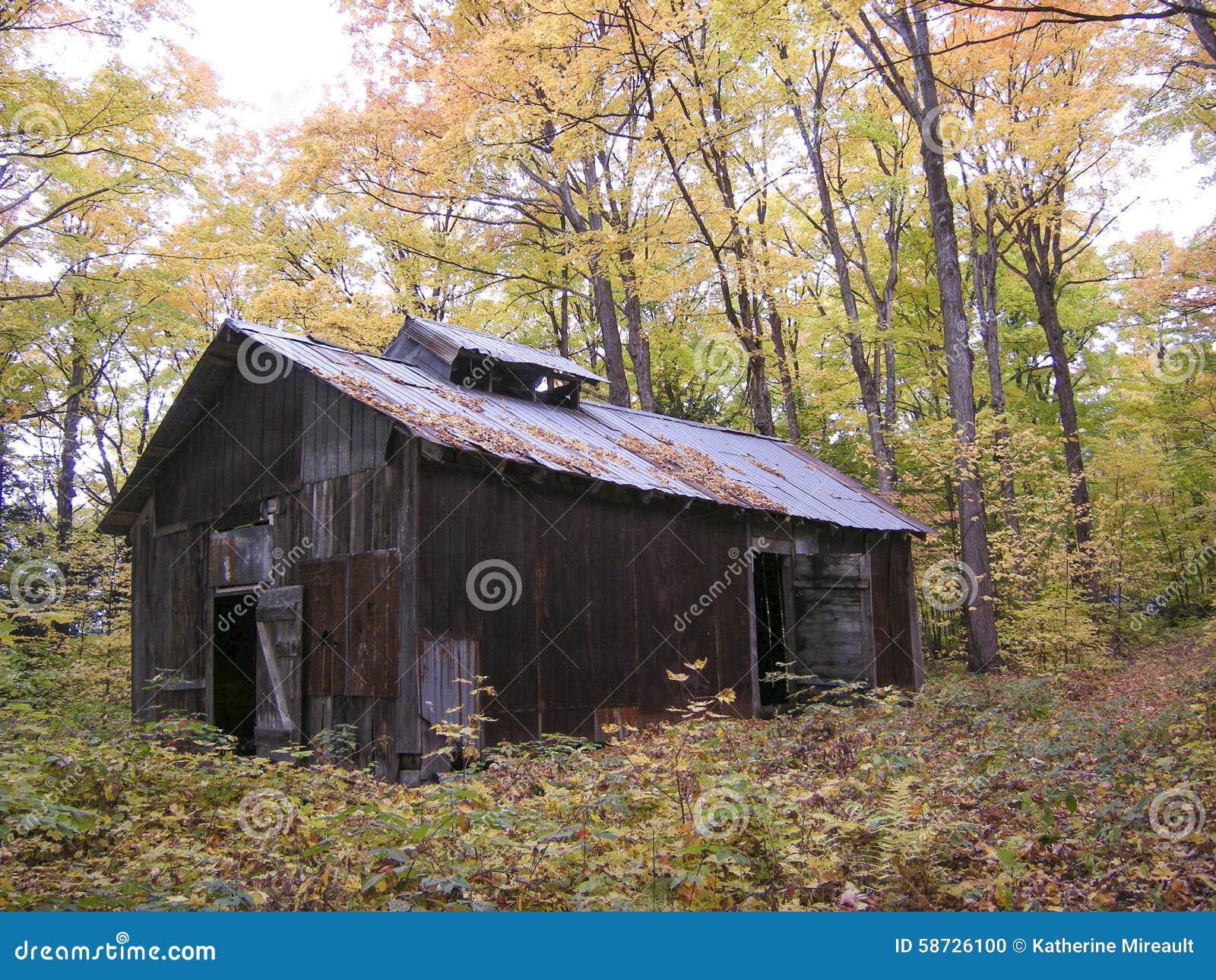 Sugar Shack Maple Syrup stock photo. Image of roof, boiling 58726100