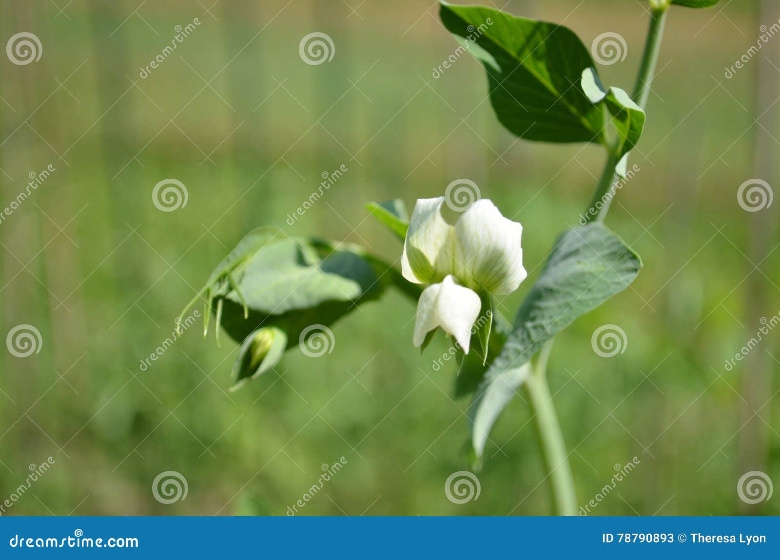 Sugar Snap Pea Flower Blossom Stock Image Image of snap, leaves 78790893