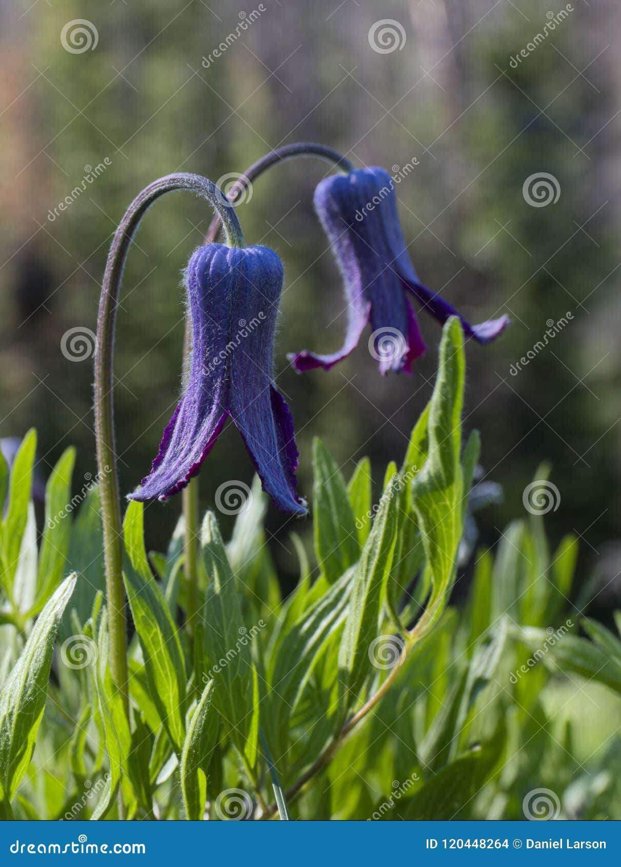 Sugarbowls Flowers Stock Photos Free & RoyaltyFree Stock Photos from