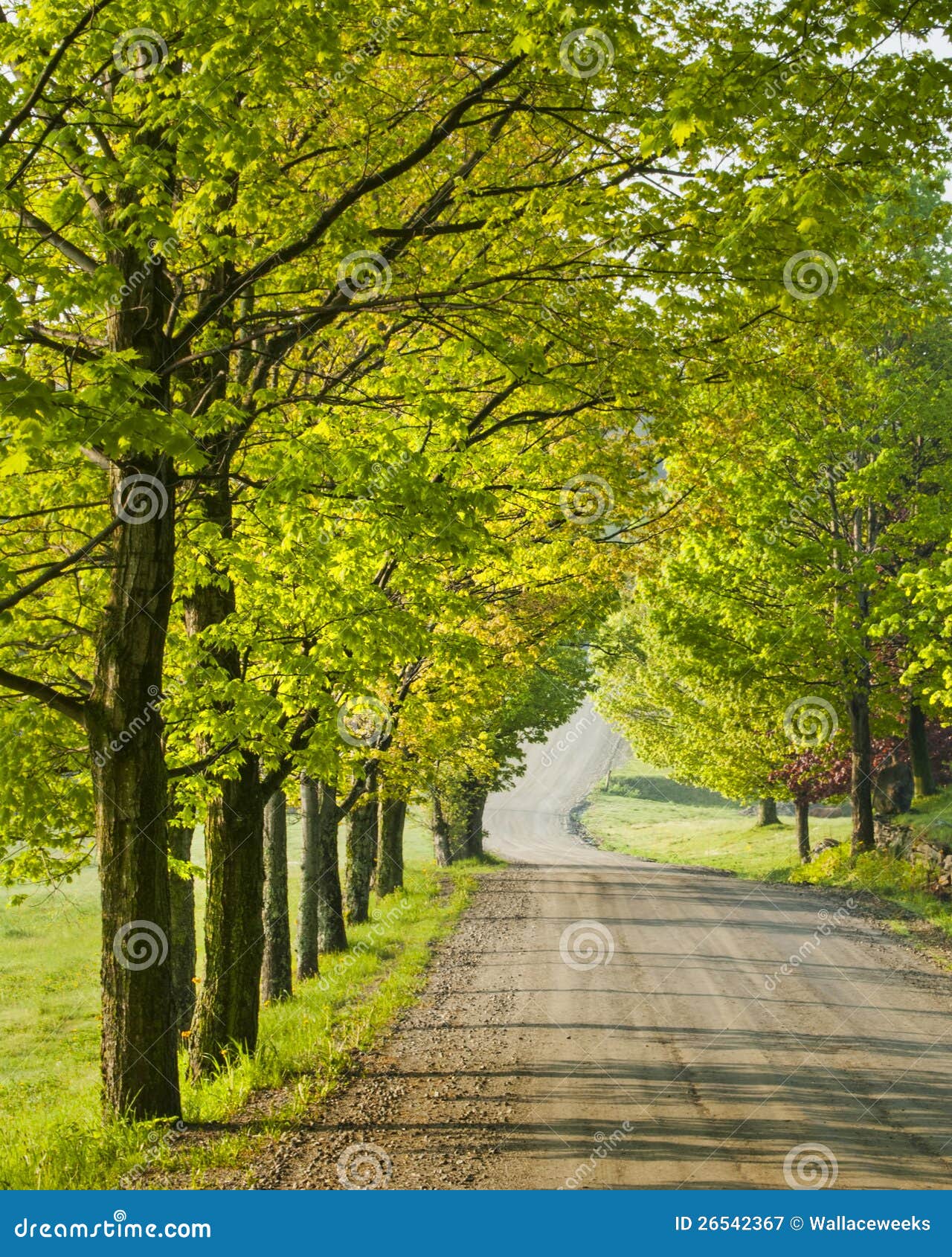 Sugarbush Canopy in Spring stock image. Image of rural 26542367
