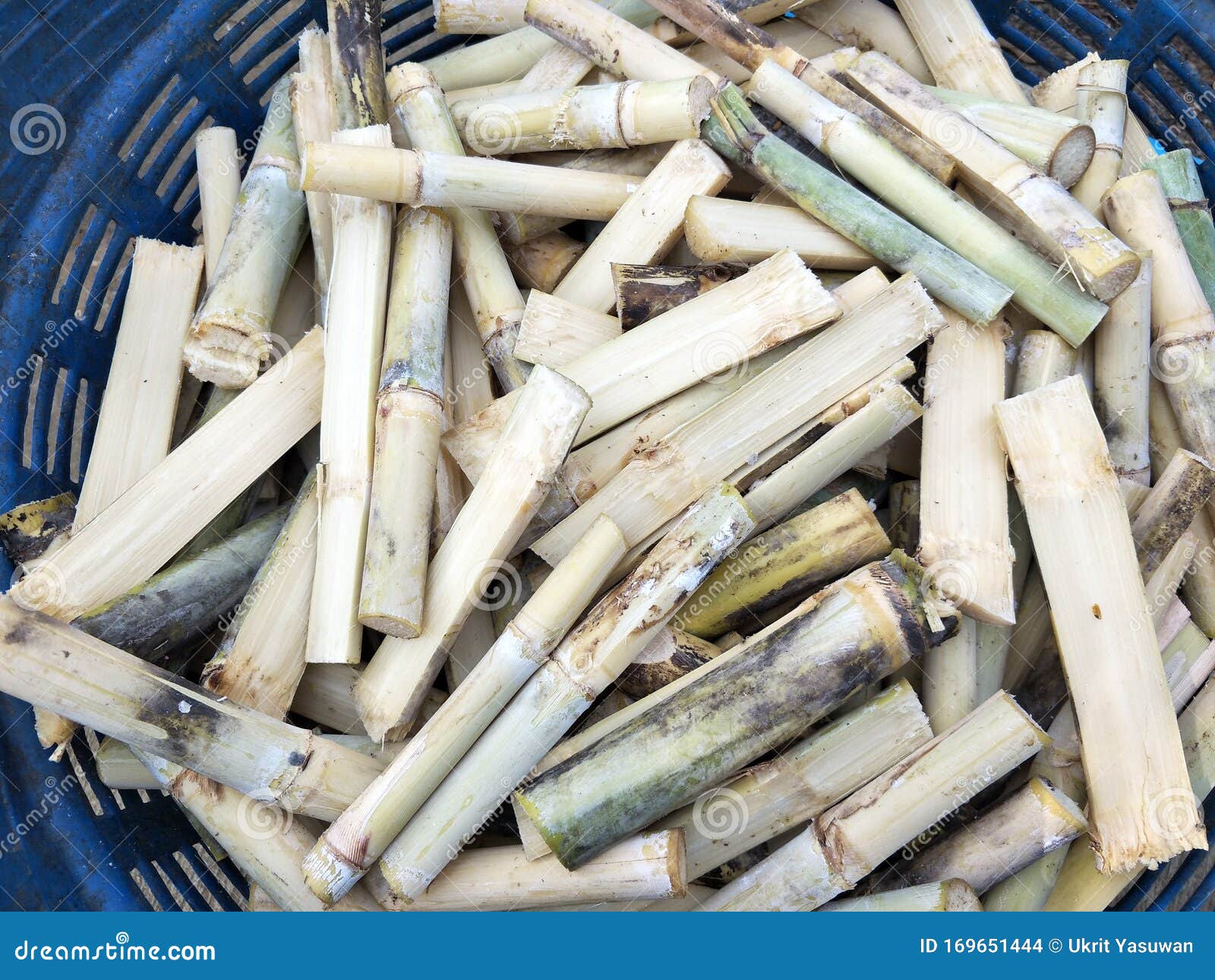 Sugarcane in a basket stock photo. Image of nature, plants 169651444