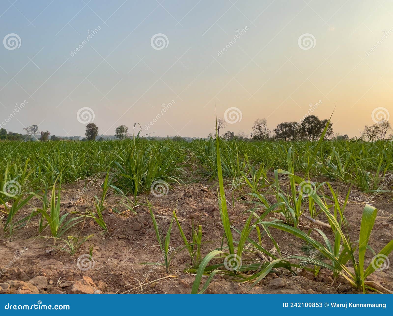 Sugarcane Cultivation, Soil Mulching And Weed Control RoyaltyFree