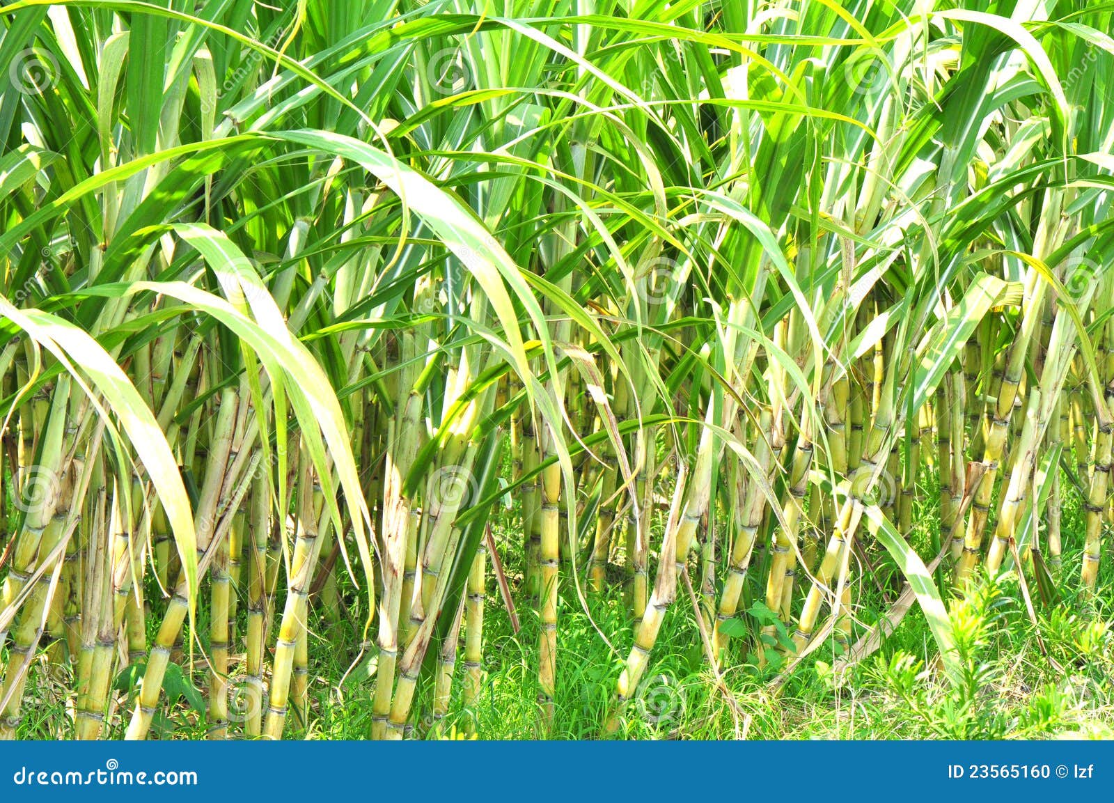 Sugarcane estate stock photo. Image of agriculture, grass 23565160