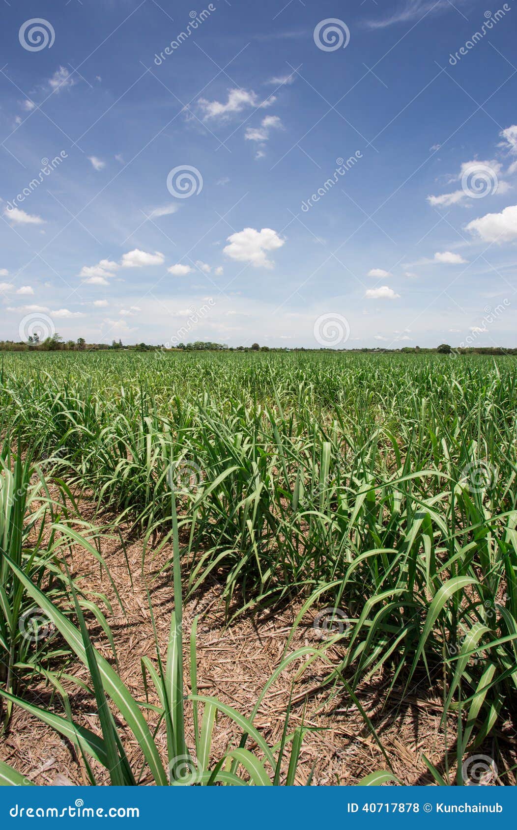 Sugarcane Farm with Blue Sky Stock Photo Image of outdoor