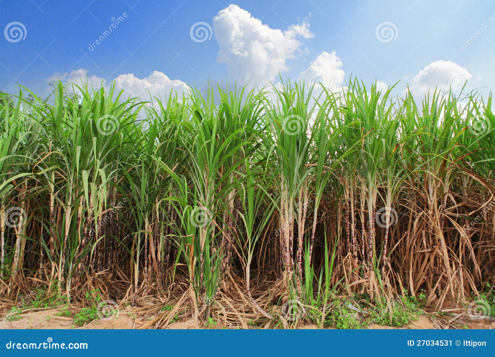 Sugarcane Field Stock Image
