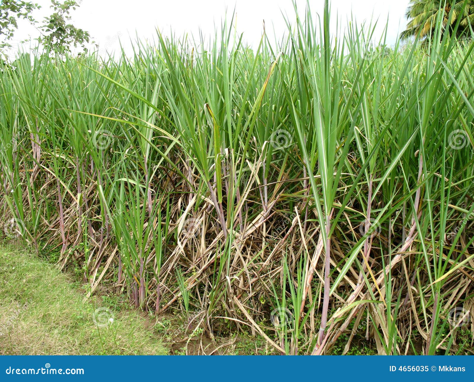 Sugarcane field stock image. Image of sugarcane, travel 4656035