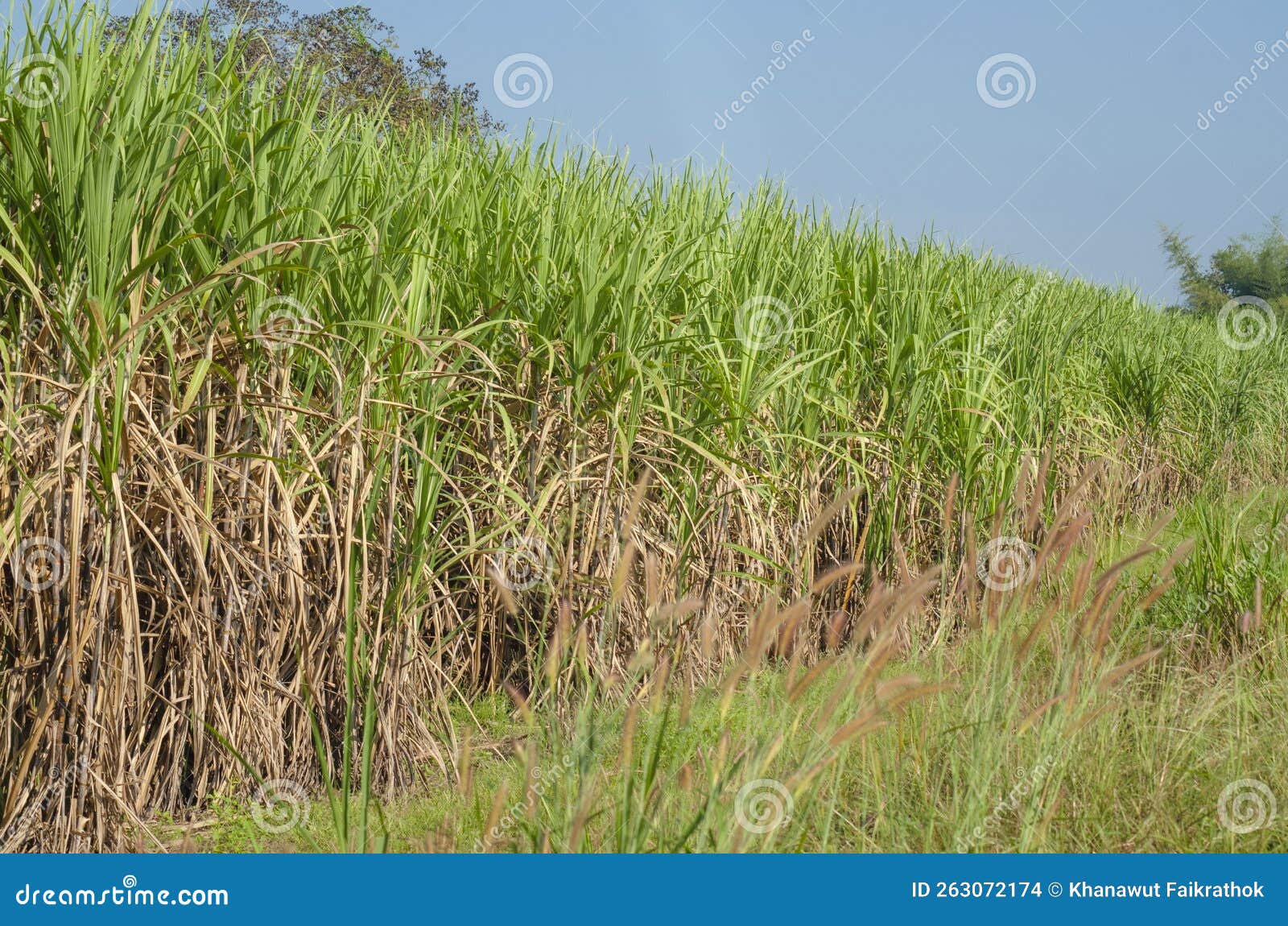 Sugarcane in the Field Growing Stock Photo Image of sugar, landscape