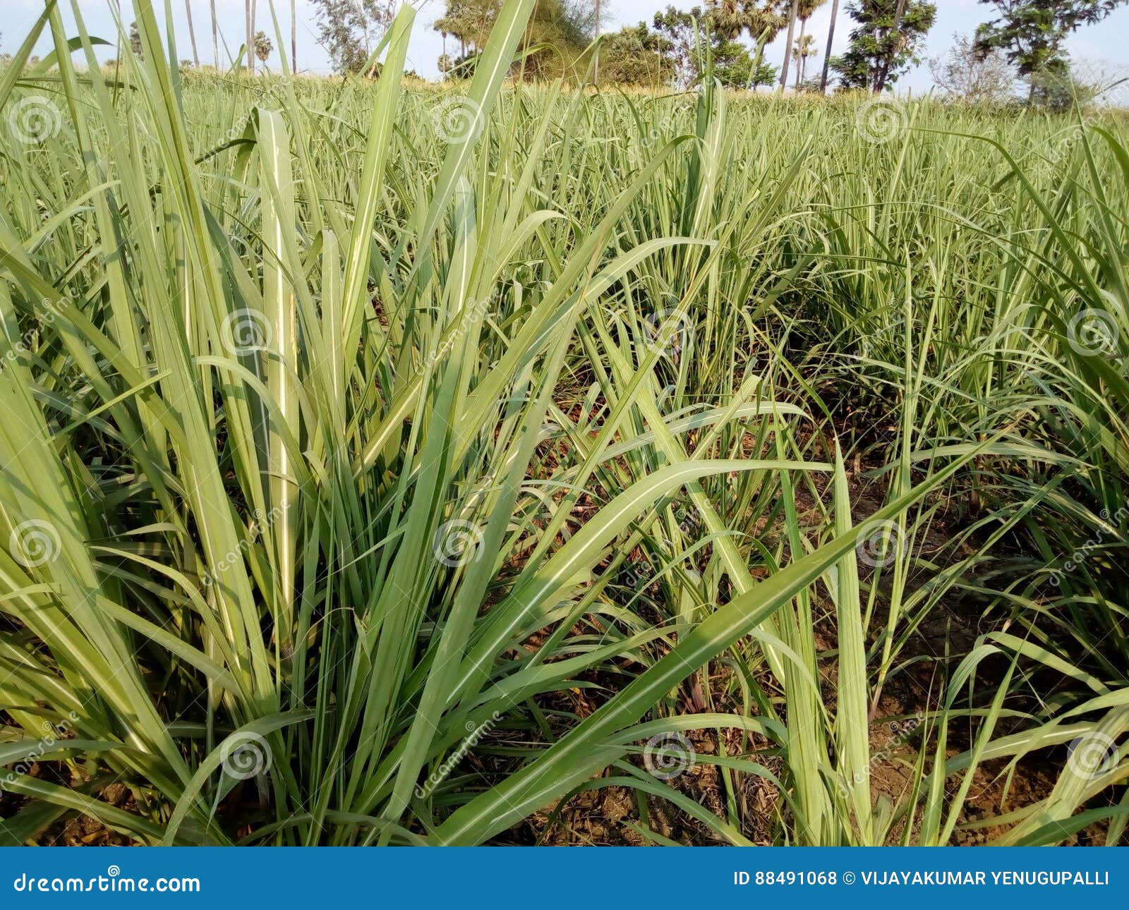 the sugarcane field