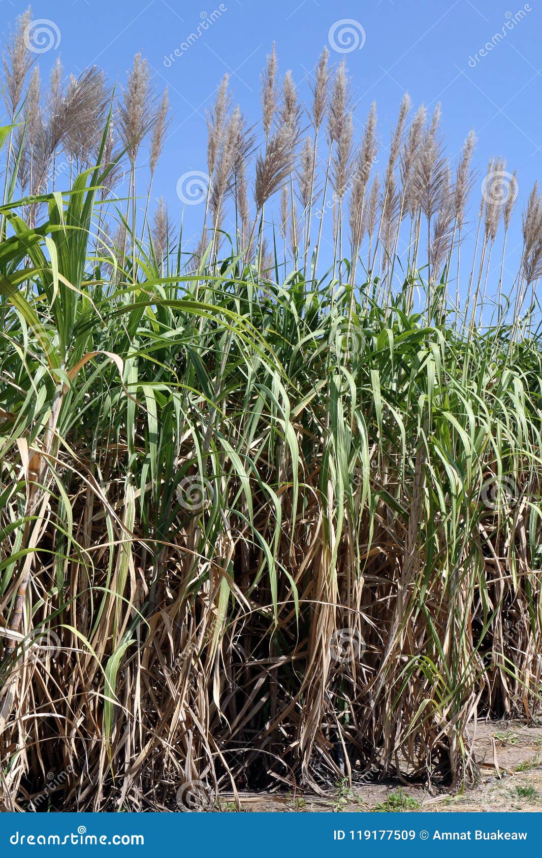 Sugar Cane Flower, Sugarcane Plantation, Sugarcane Plants ...