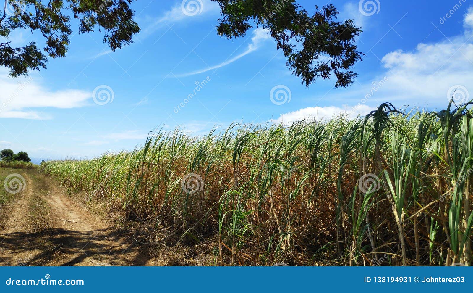 The SugarCane stock image. Image of sugarcane, land 138194931
