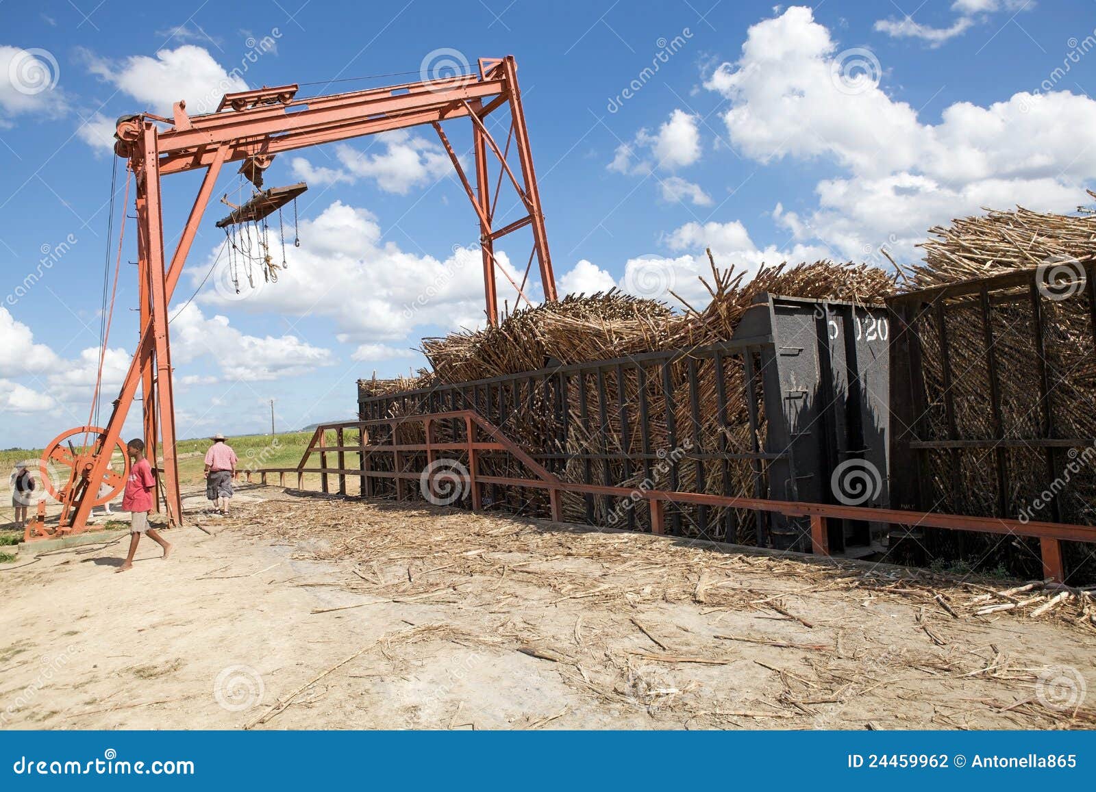 Sugarcane Mechanical Harvest Editorial Photography Image of