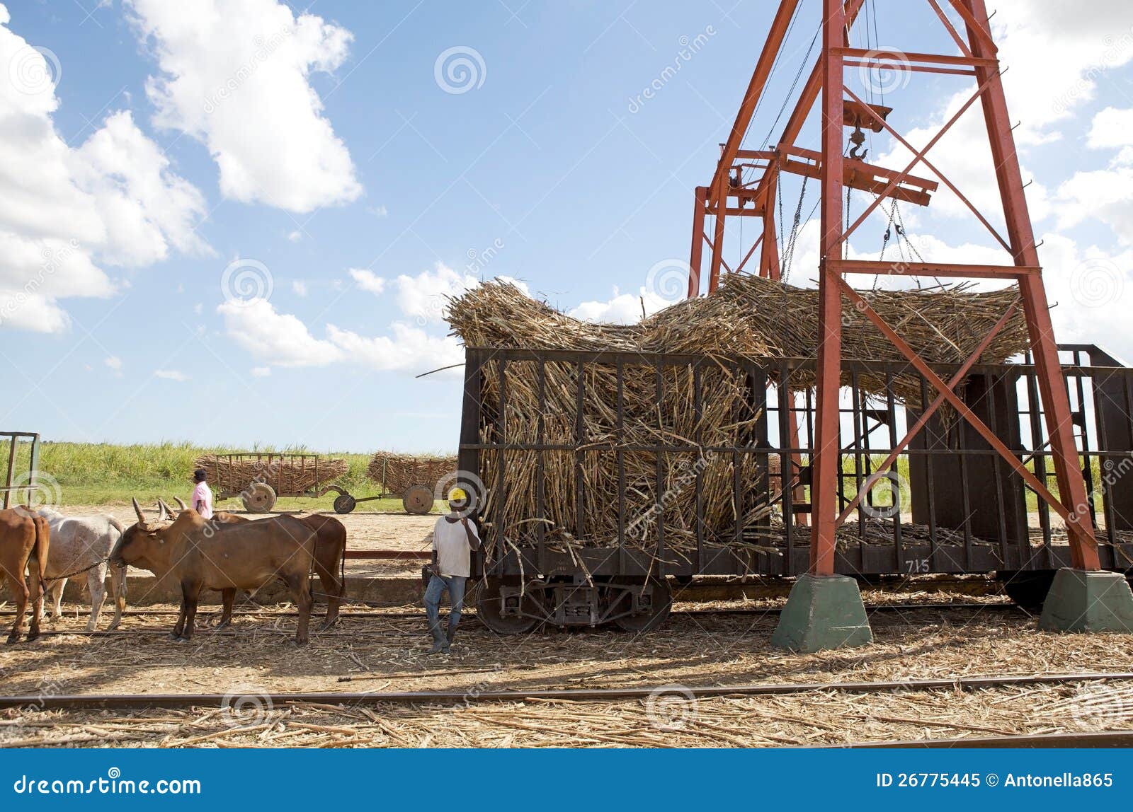 Sugarcane Mechanical Harvest Editorial Image Image of dominican