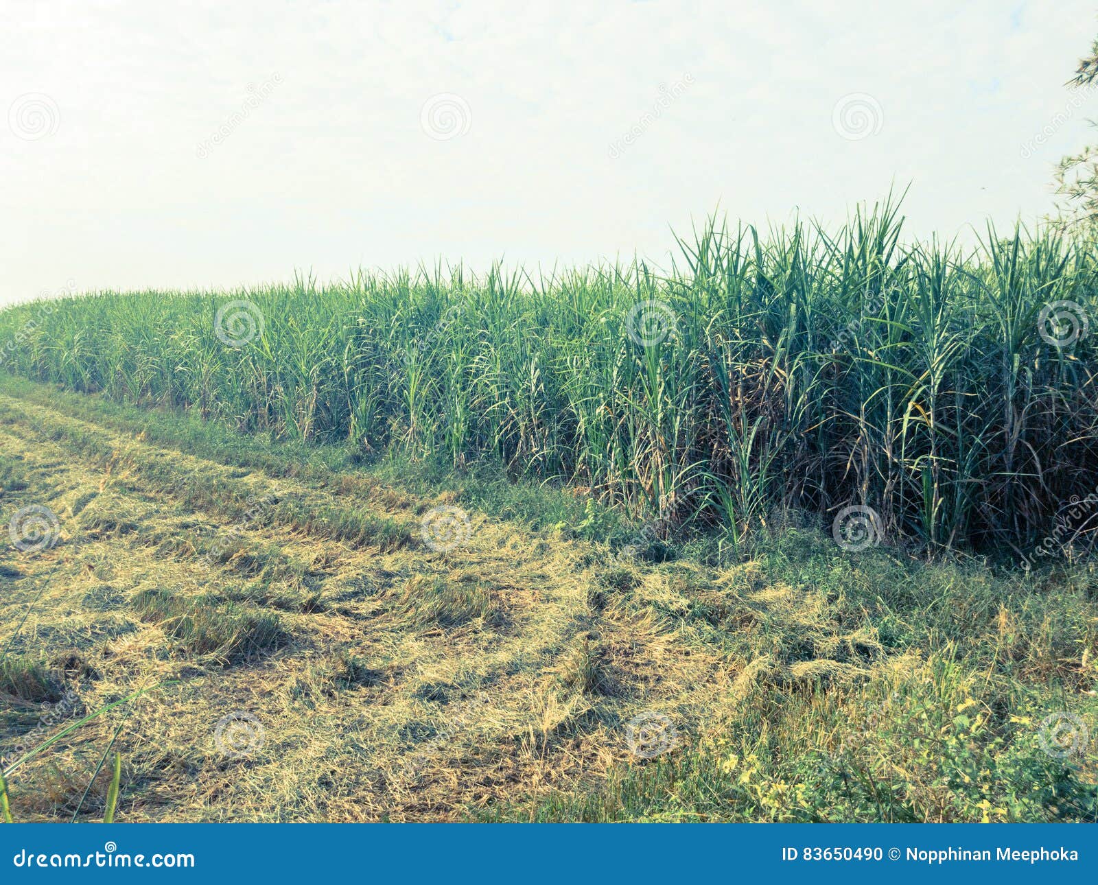 Sugarcane plantations stock photo. Image of cereal, growth 83650490