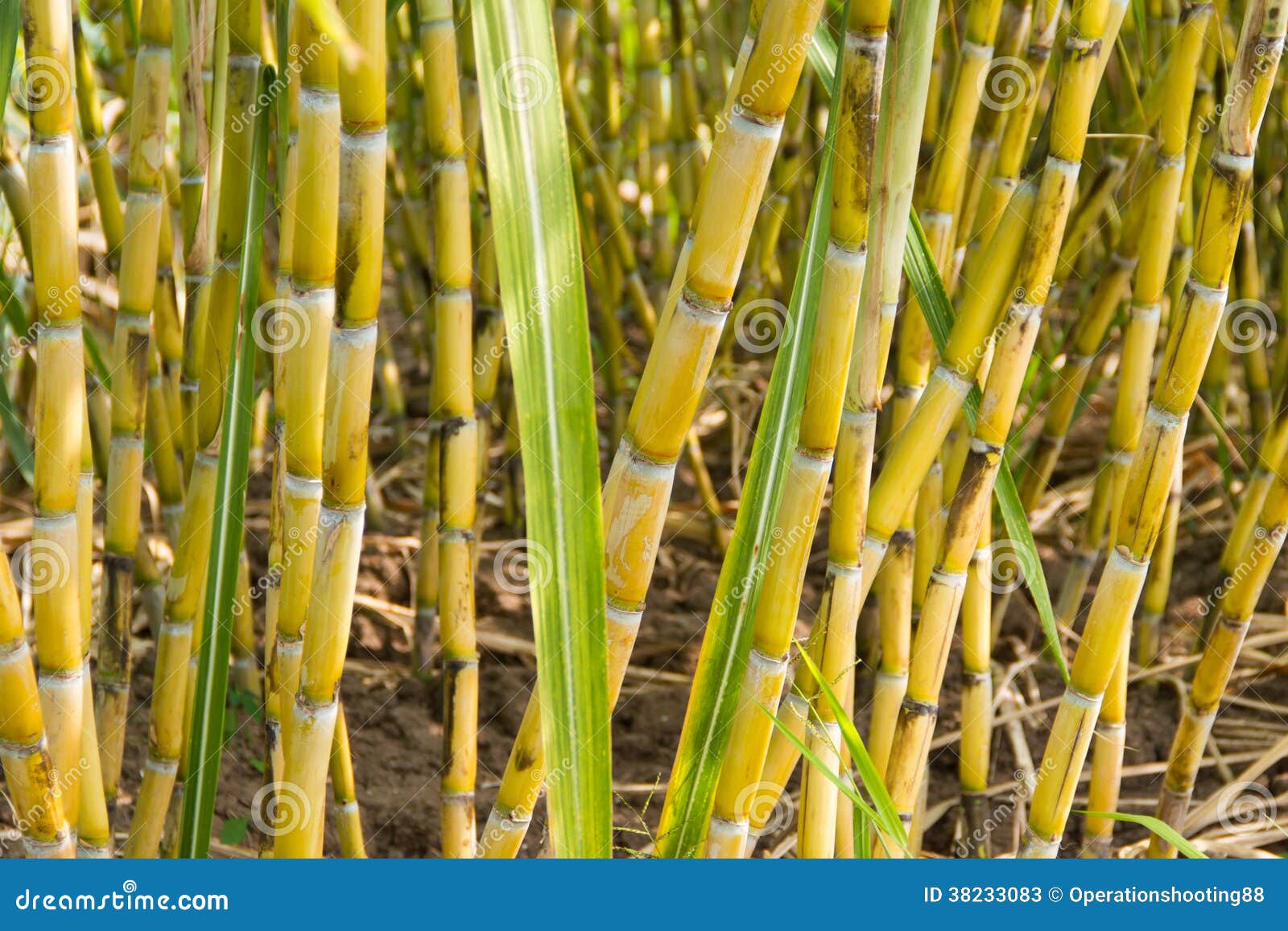 Sugarcane plants stock image. Image of tropical, green 38233083
