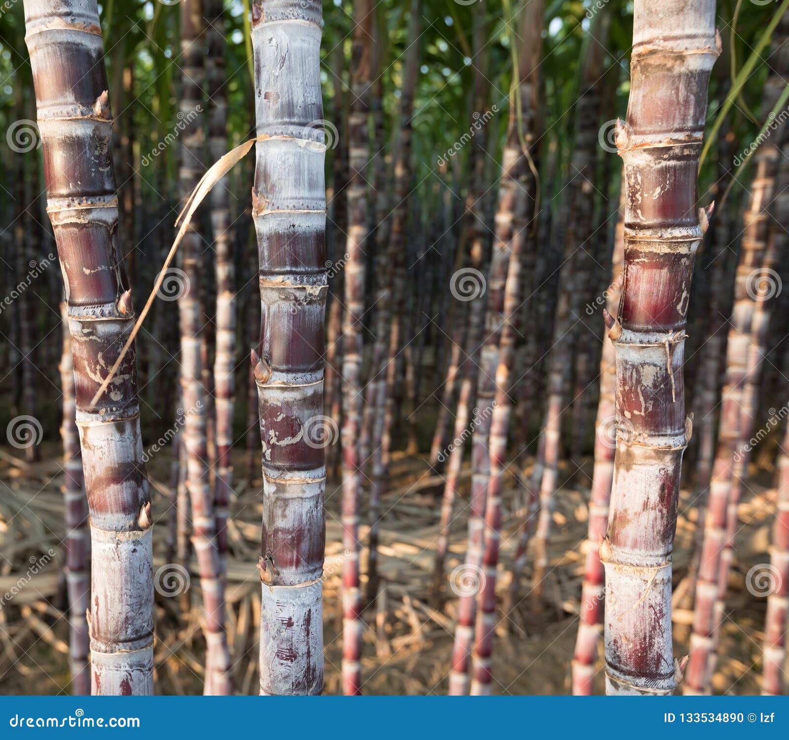 Sugarcane plants stock photo. Image of stalk, plants 133534890