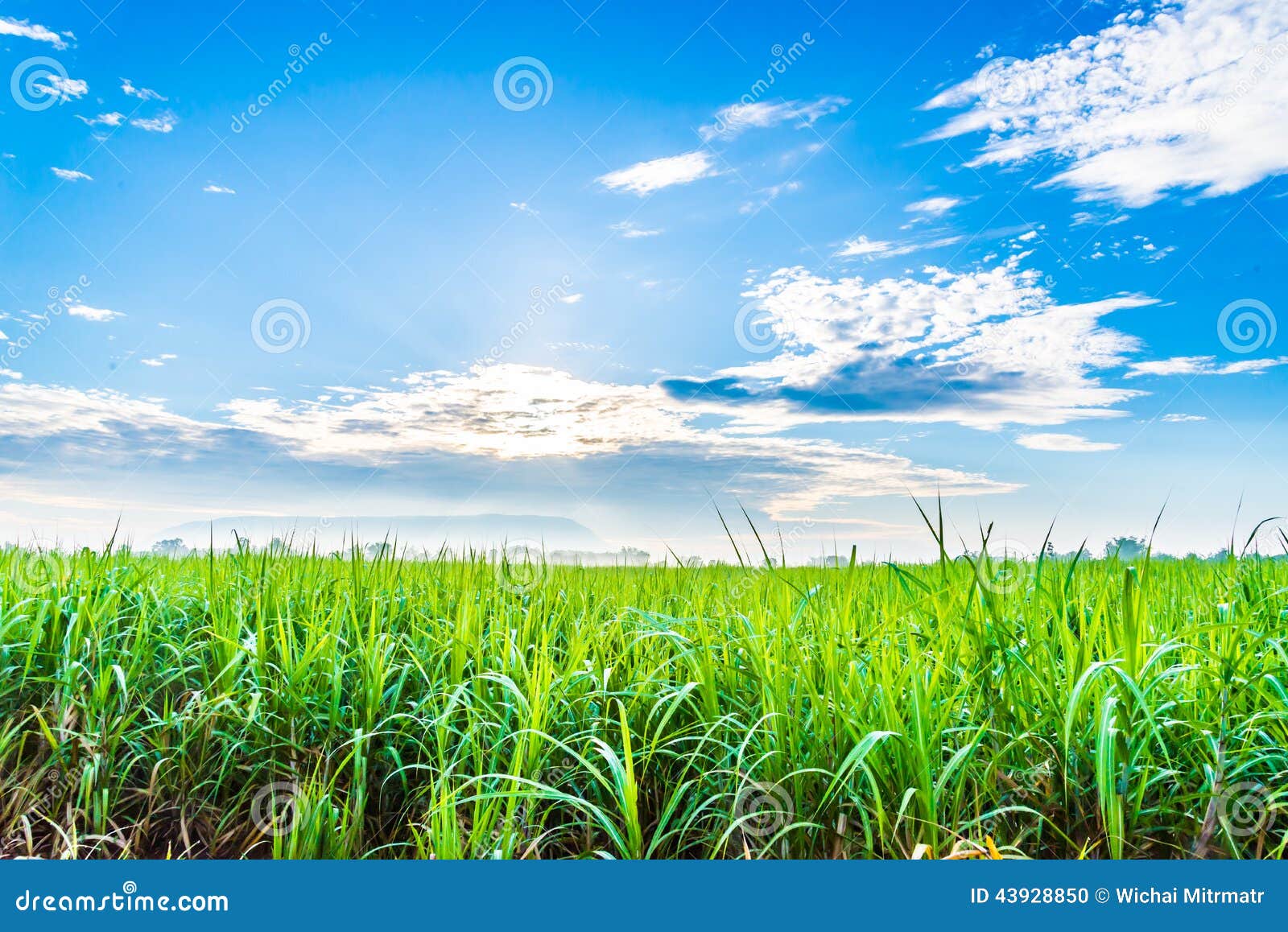 sugarcane plants grow in field