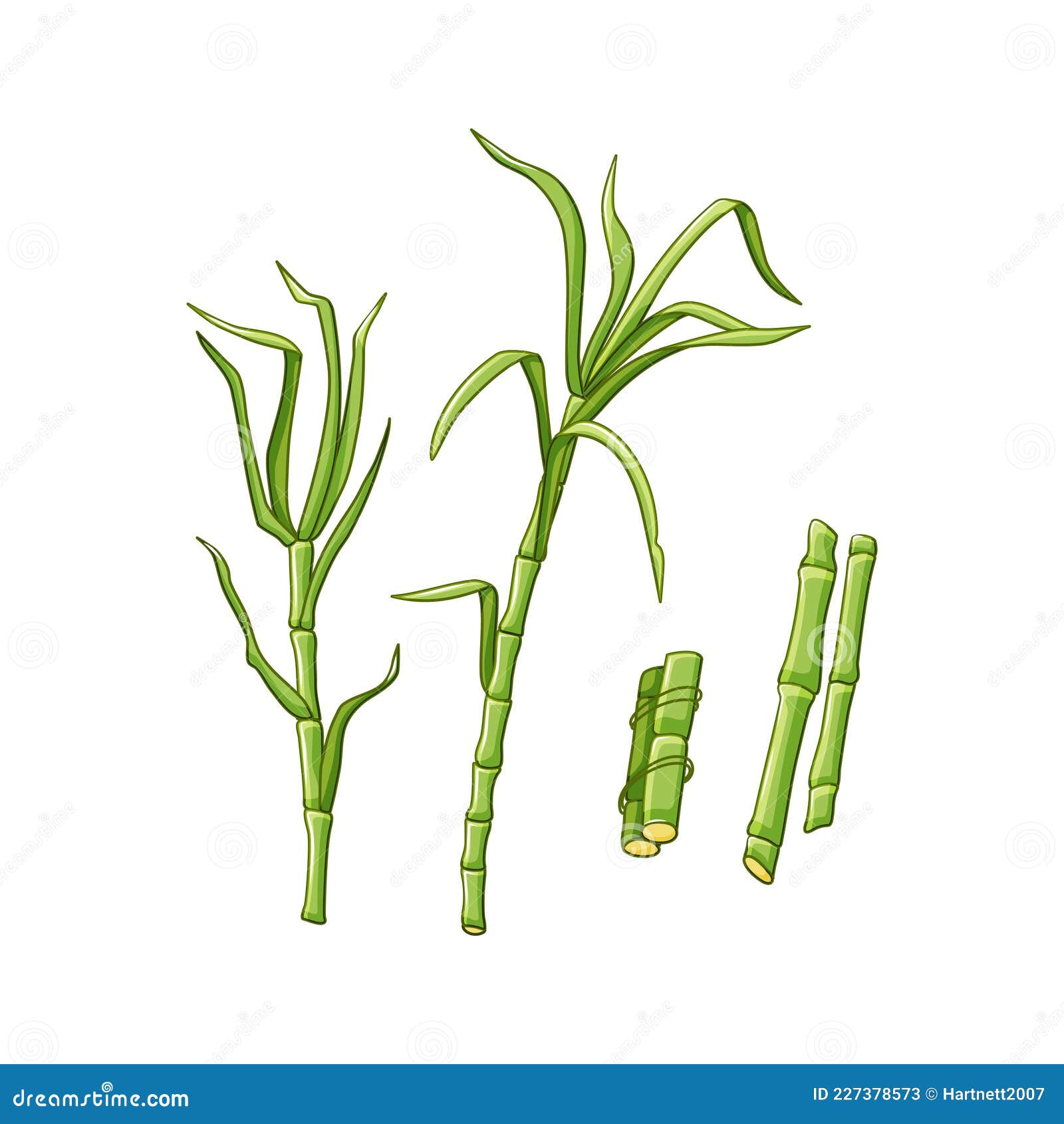 Sugarcane Plants on a White Isolated Background. Green Leaves and Stems. Vector Illustration in the Cartoon Style. Stock Vector - Illustration of sugarcane, isolated: 227378573 Sugarcane Plants on a White Isolated Background. Green Leaves and Stems. Vector Illustration in the Cartoon Style. Stock Vector - Illustration of sugarcane, isolated: 227378573