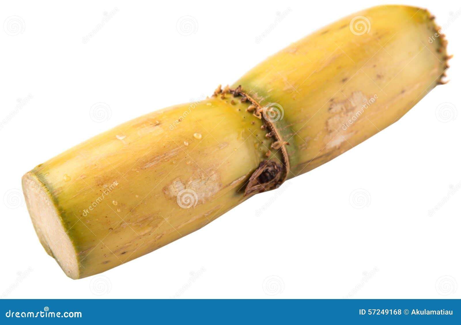 Sugarcane Stalks XI stock photo. Image of green, grow 57249168