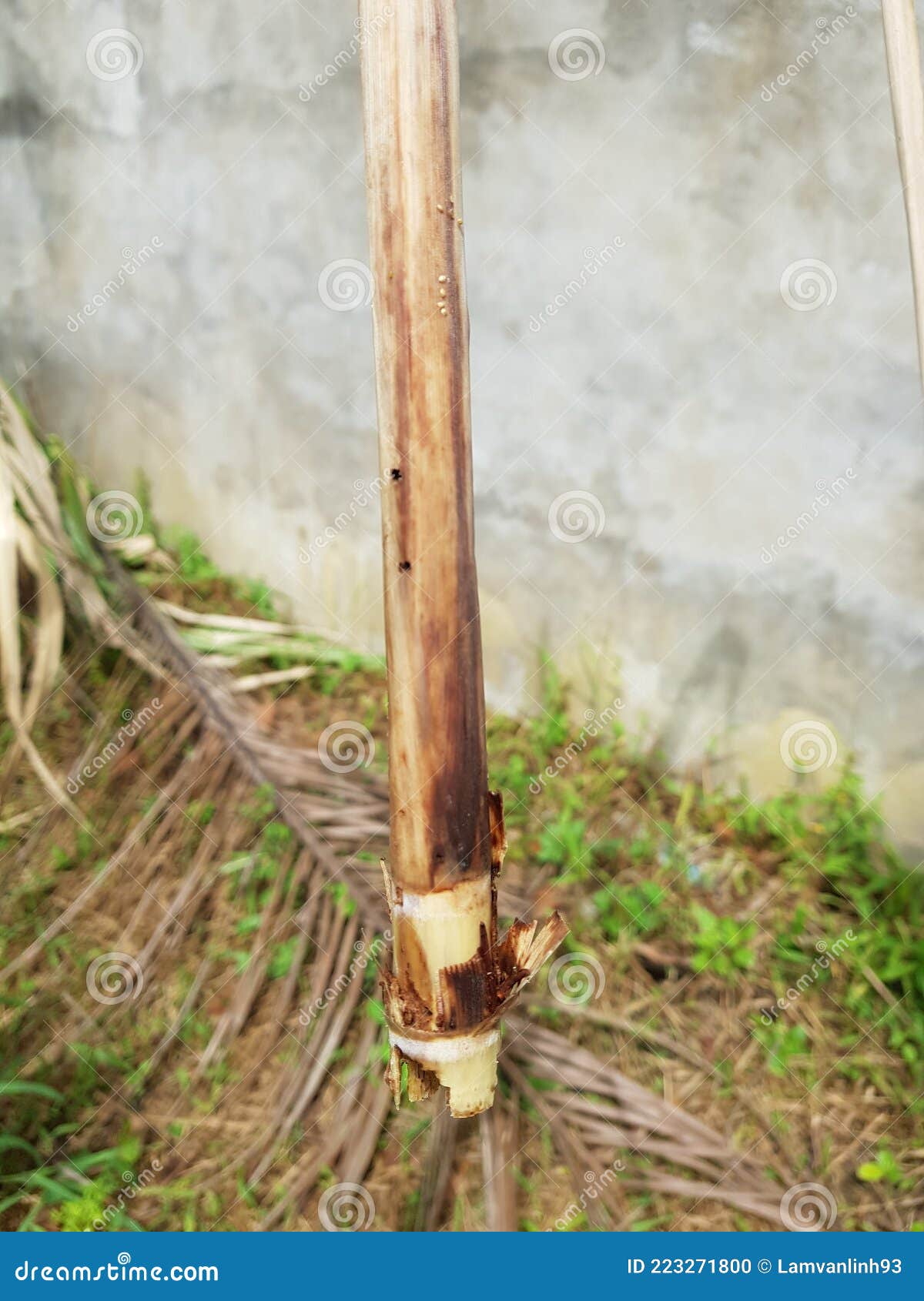 sugarcane stem borer injured in viet nam.
