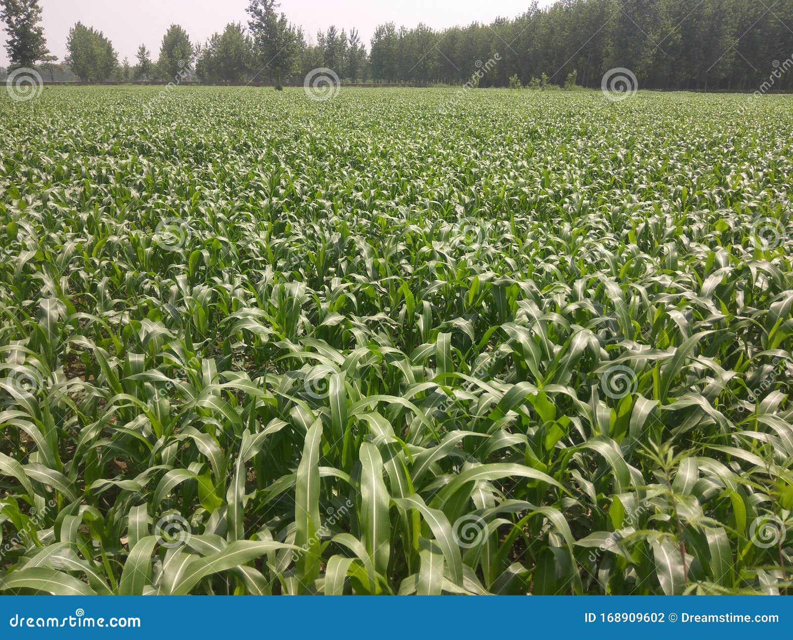 sugercane field view with crop and with tree beaty