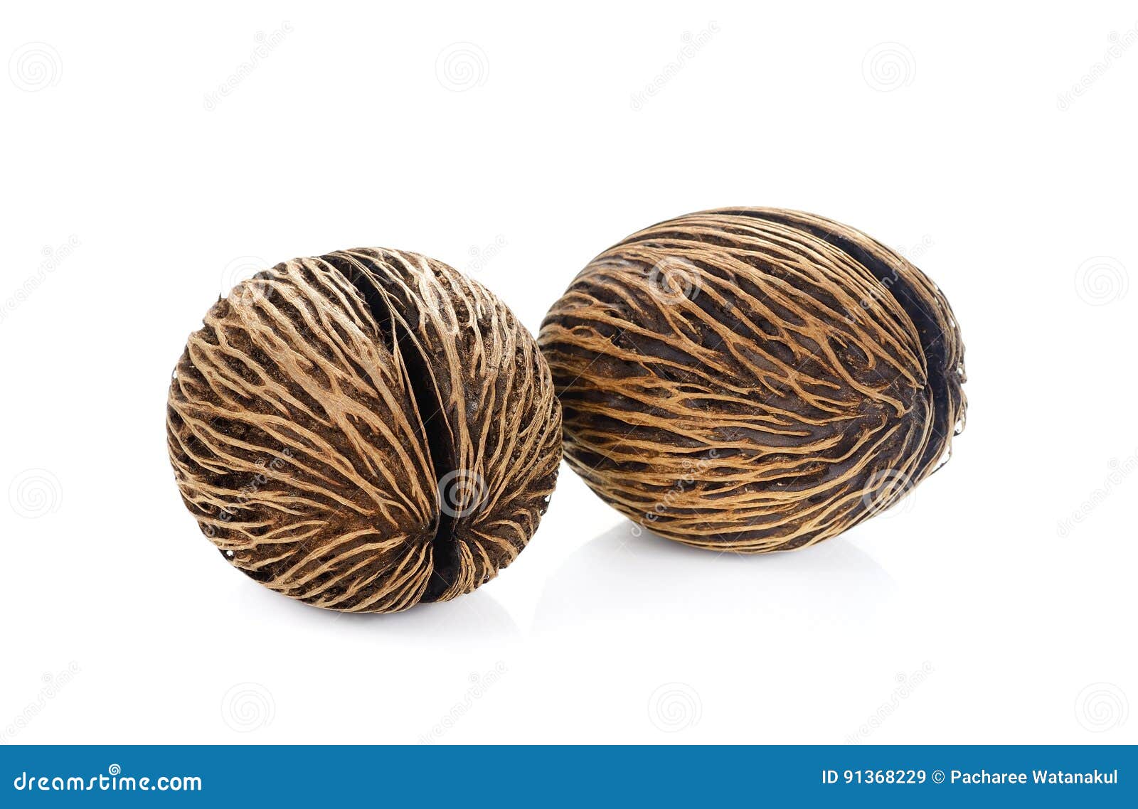 suicide tree seed. pong pong seed or othalanga. cerbera oddloam`