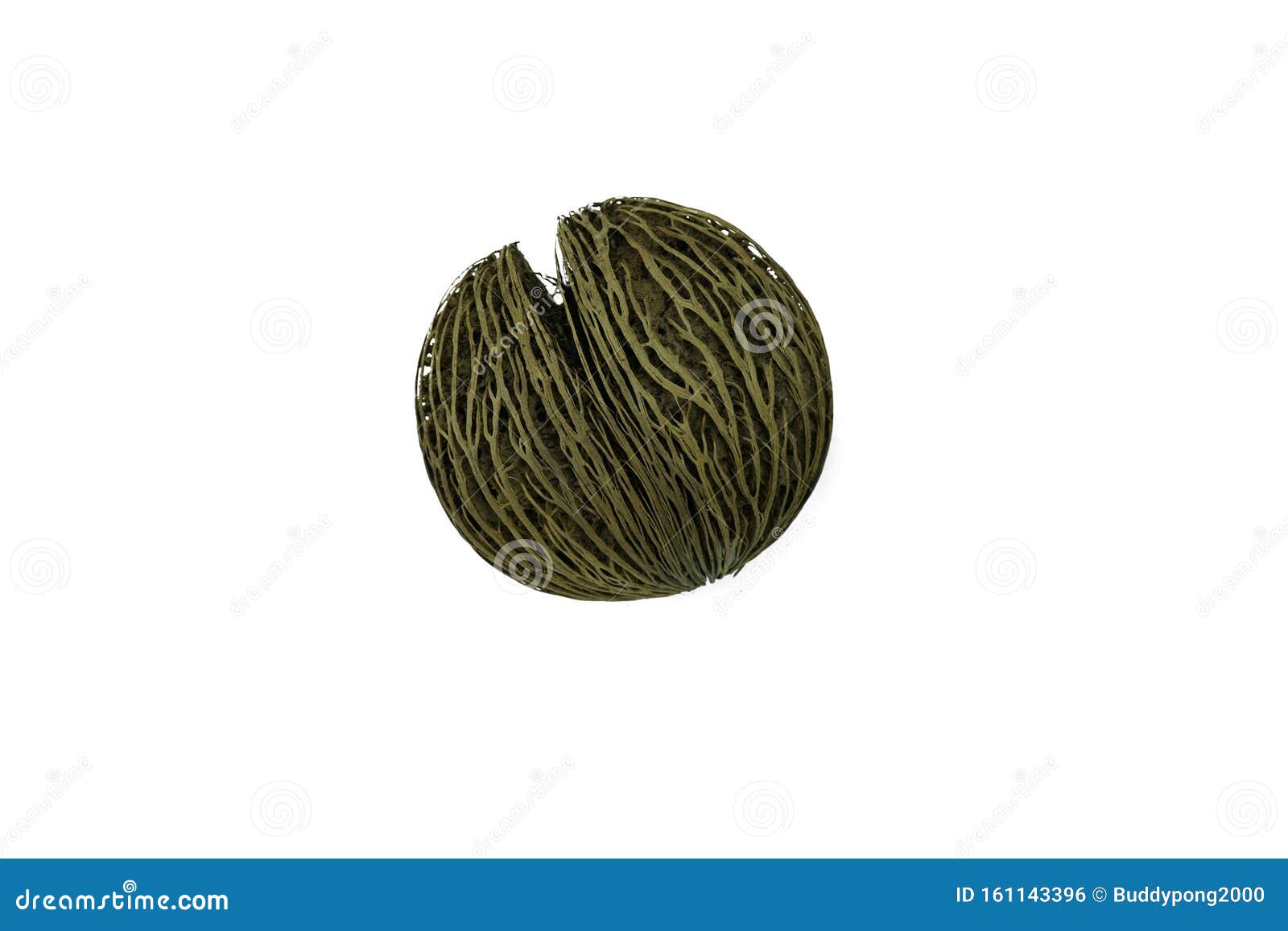 suicide tree seed, pong pong seed or othalanga, cerbera oddloam