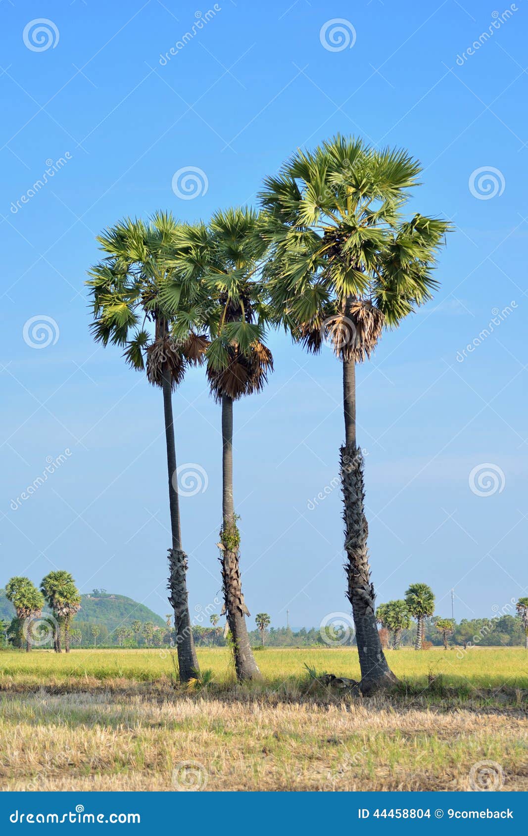 Toddy of suikerpalmen op het gebied, Thailand