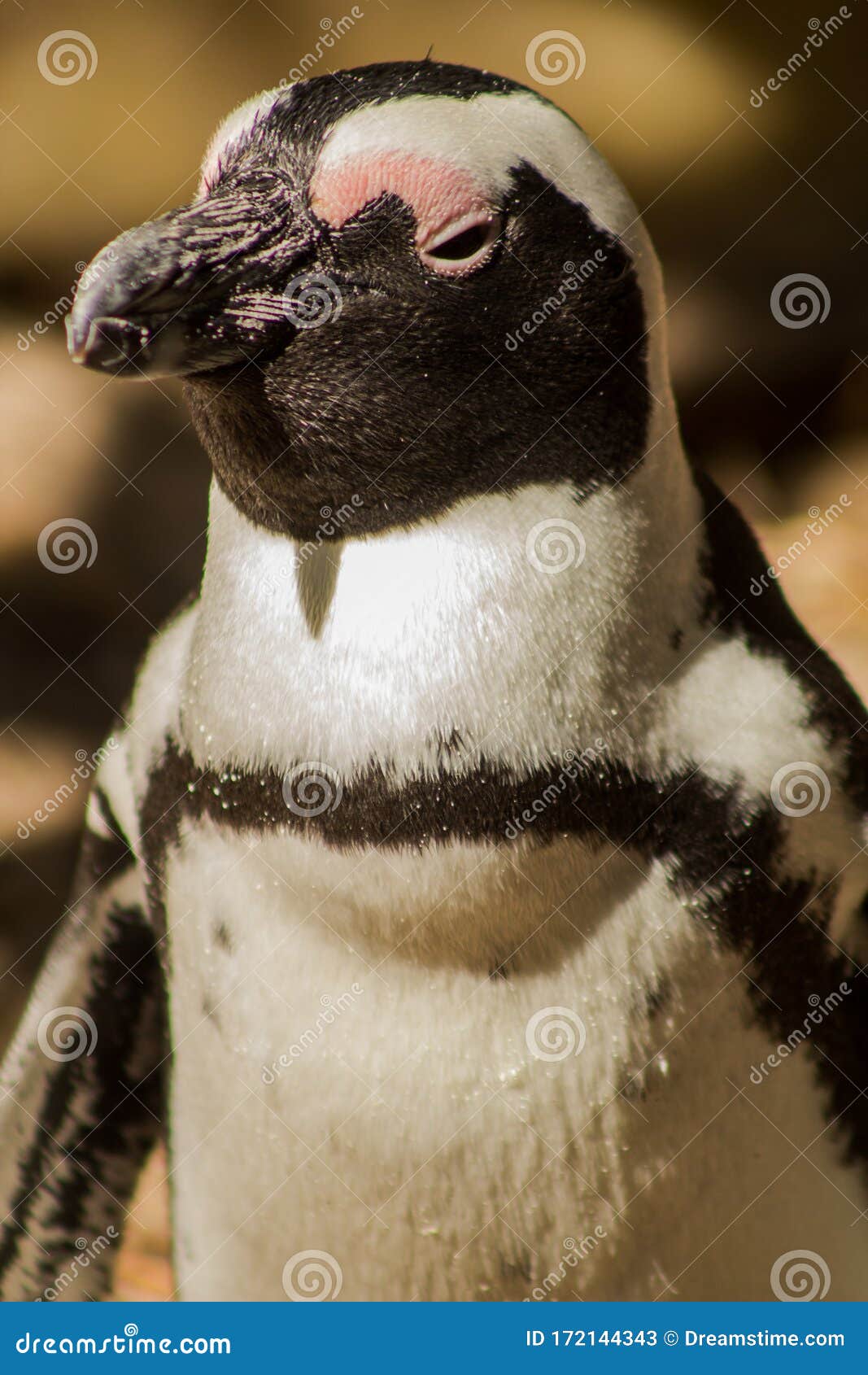 Why Do Penguins Wear Tuxedos? 