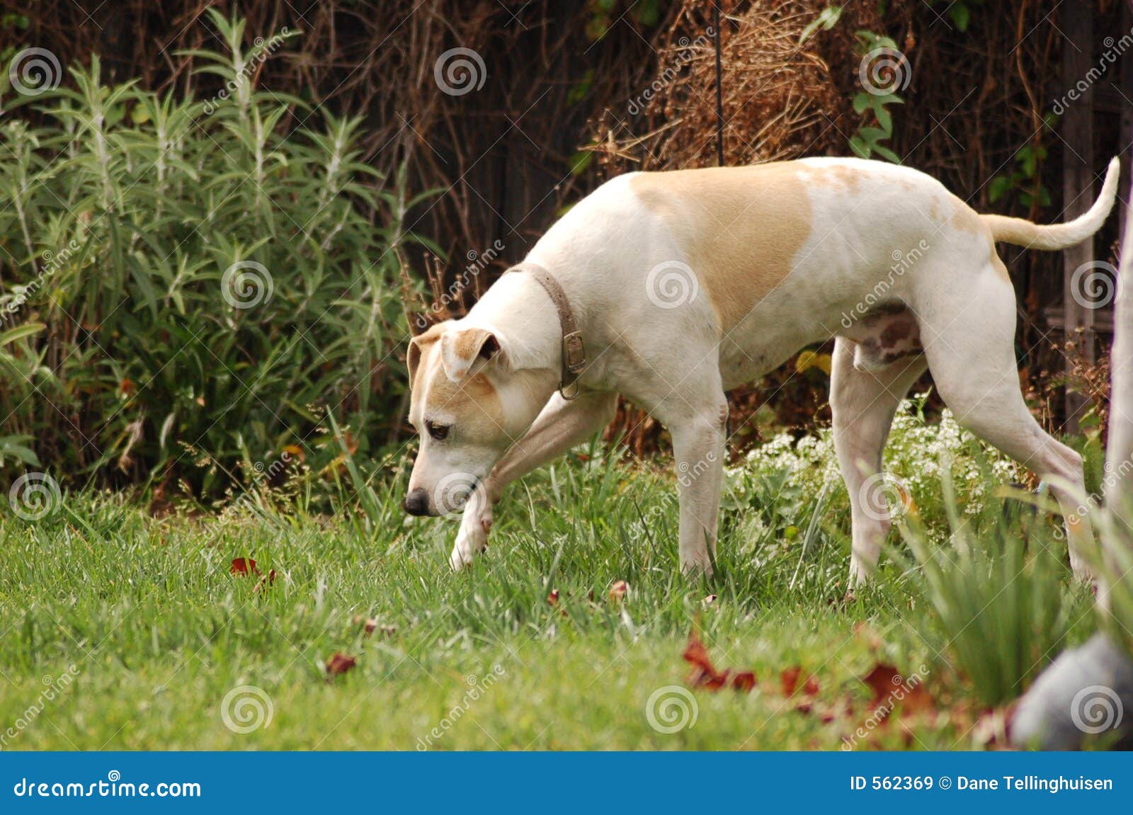 Sul Prowl. Camminata del cane nel campo di erba