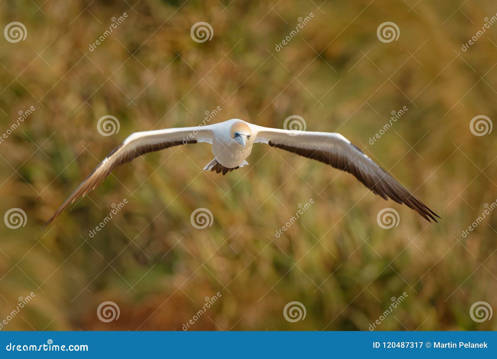 sula serrator - australian gannet - takapu flying above the nesting colony in new zealand