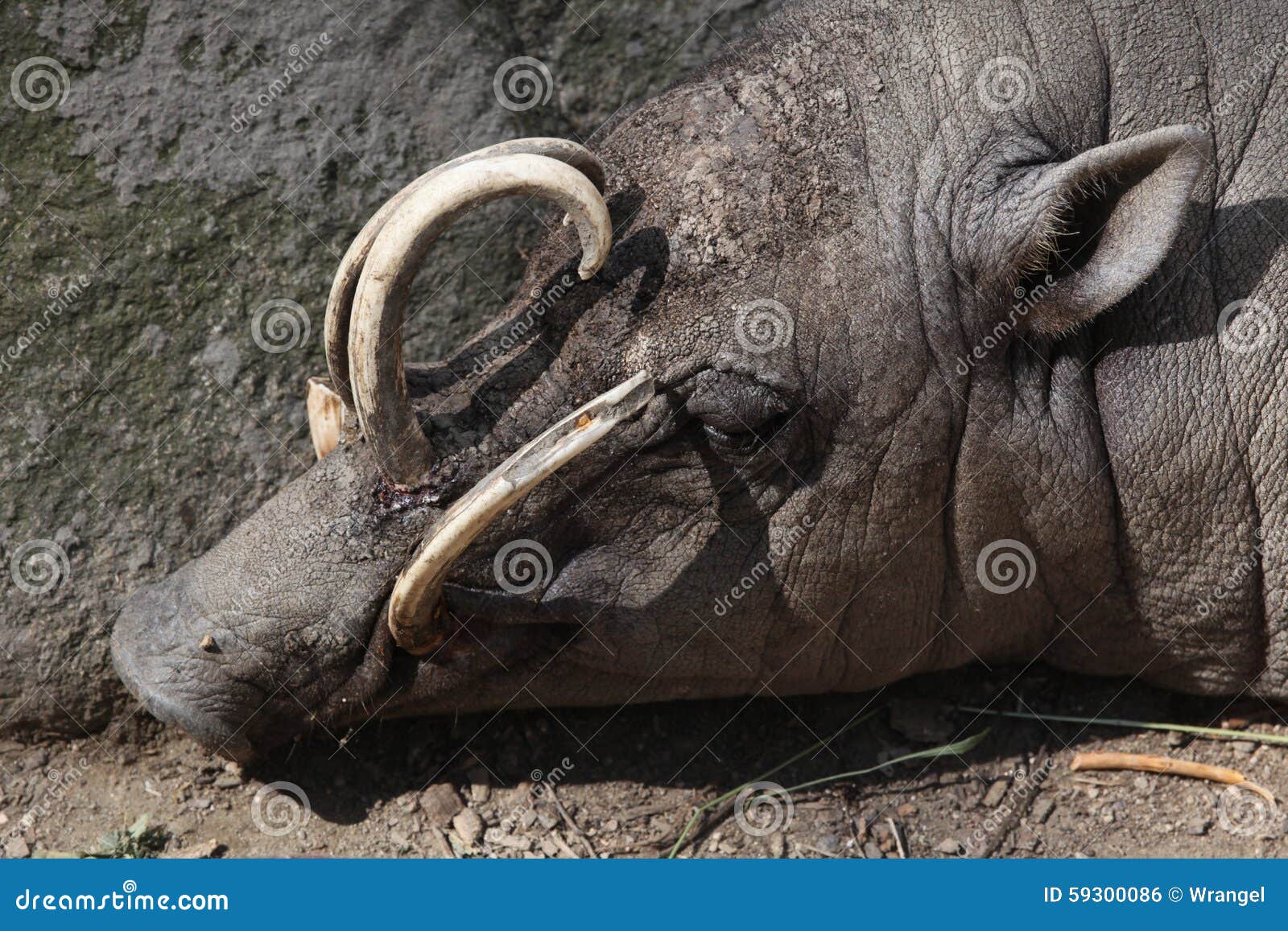 Sulawesi Babirusa Babyrousa Celebensis Stockfoto Bild Von Babyrousa Celebensis 59300086