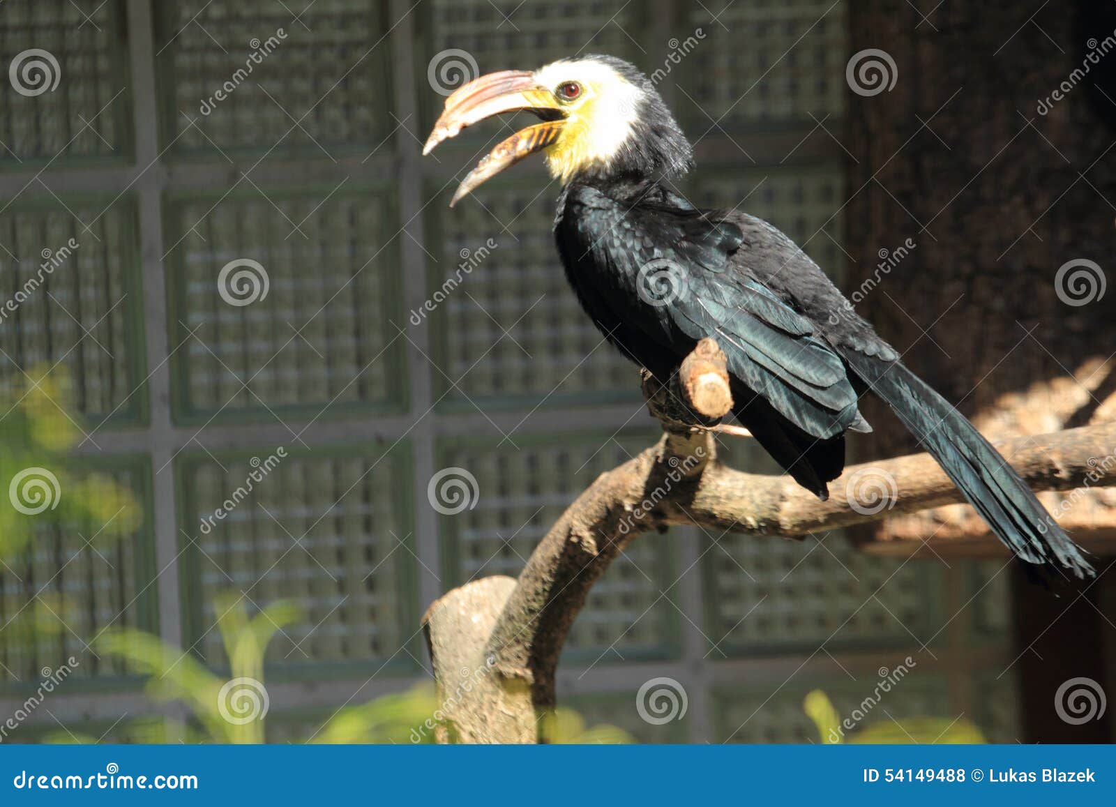 sulawesi tarictic hornbill