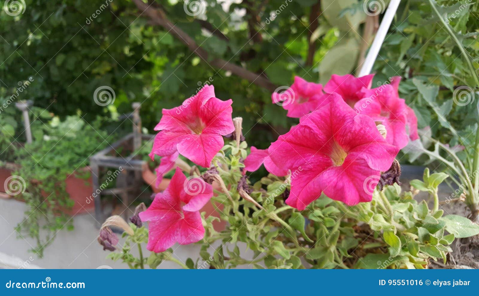 Sulaymaniyah stock photo. Image of nice, flowers, nature 95551016