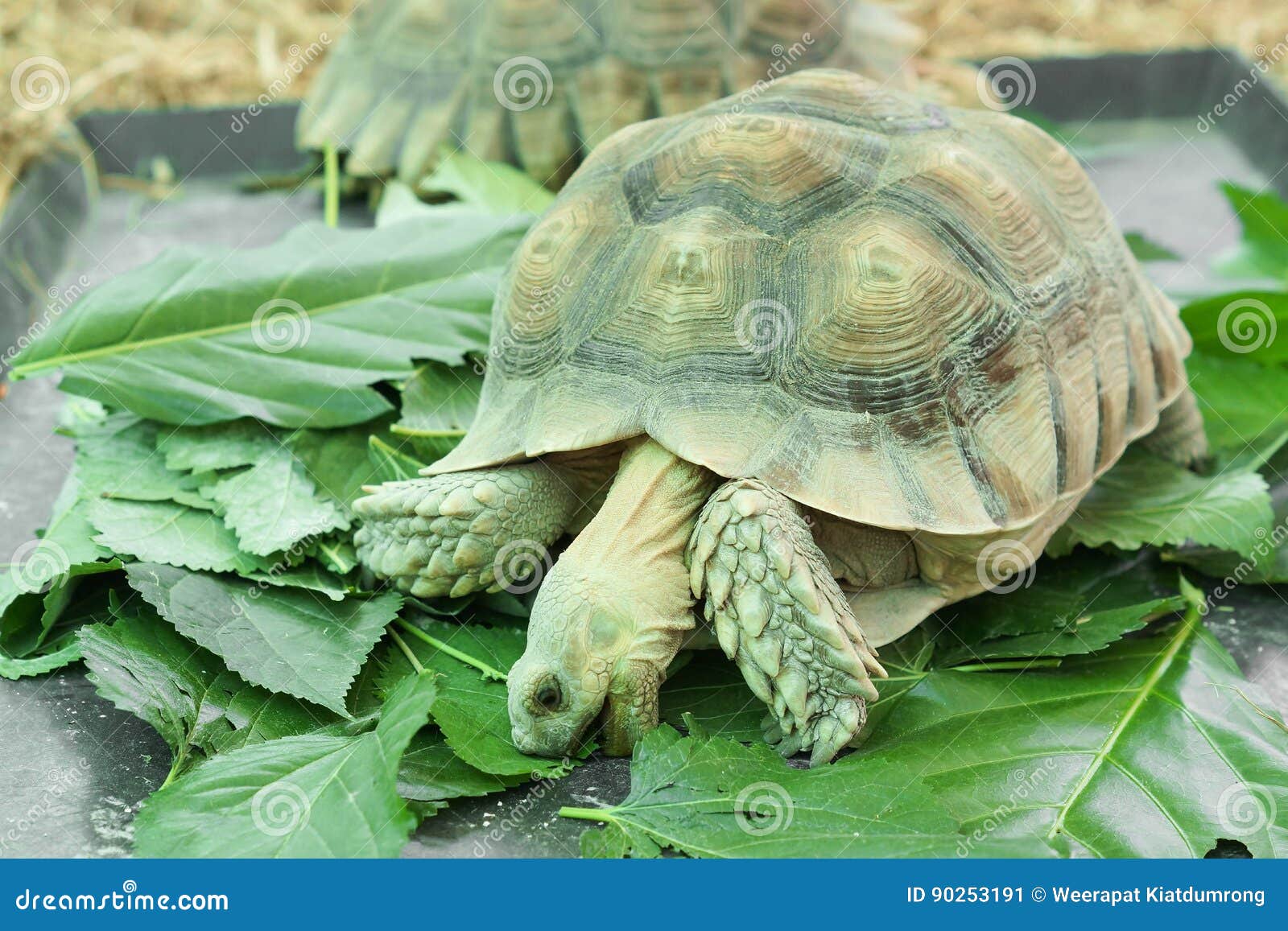 Sulcata Tortoise stock image. Image of brown, eating 90253191