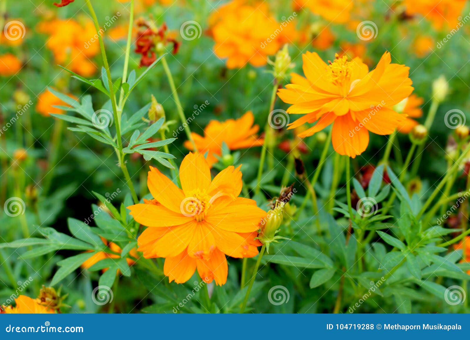 Download Sulfur Cosmos Orange Or Yellow Cosmos Is A Yellow Flower Can Be Used As A Background Image Stock Photo Image Of Bangkok Fresh 104719288 PSD Mockup Templates