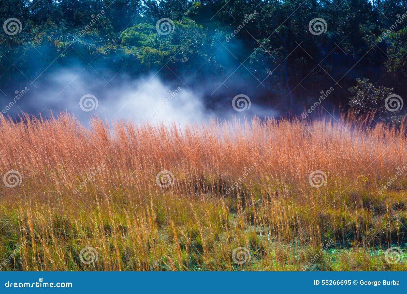 sulfur vents