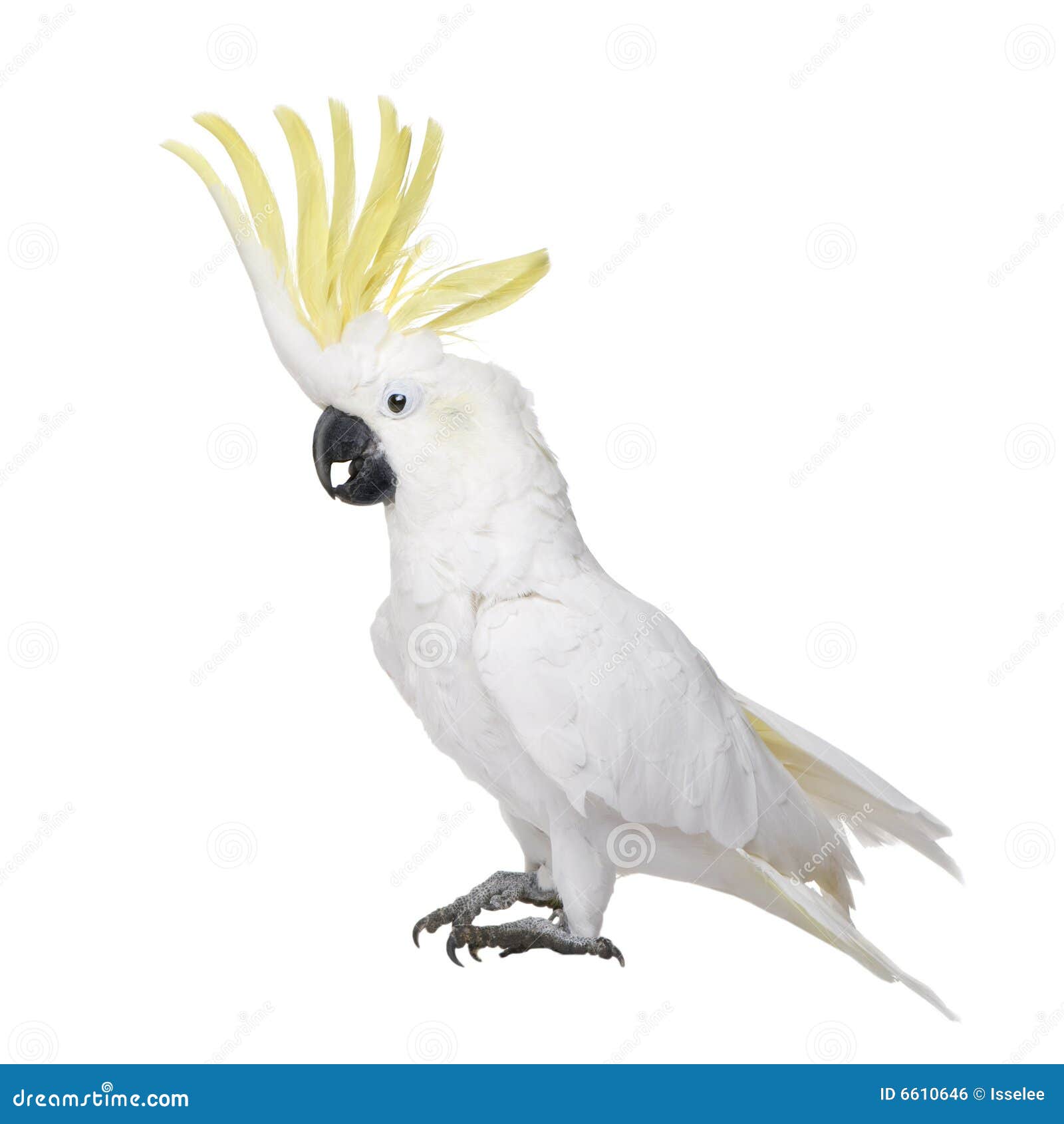 sulphur-crested cockatoo (22 years)
