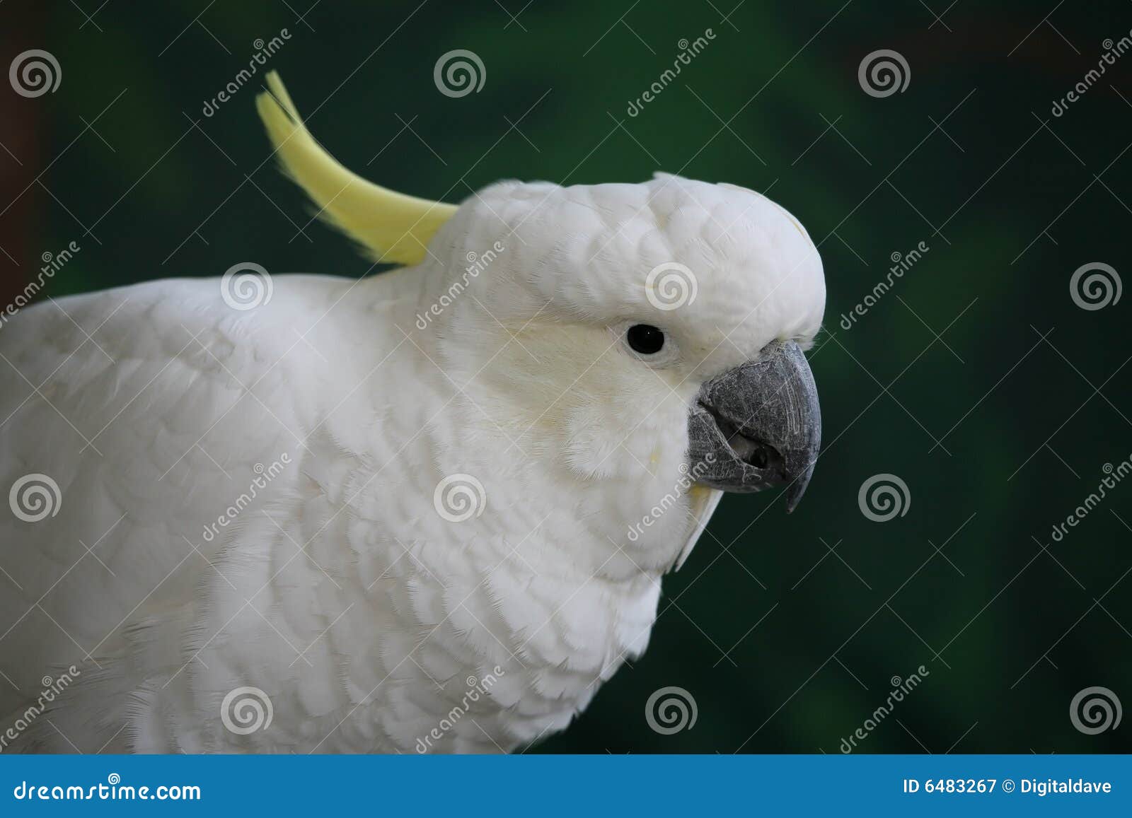 medium sulfur crested cockatoo medium sulfur crested cockatoo