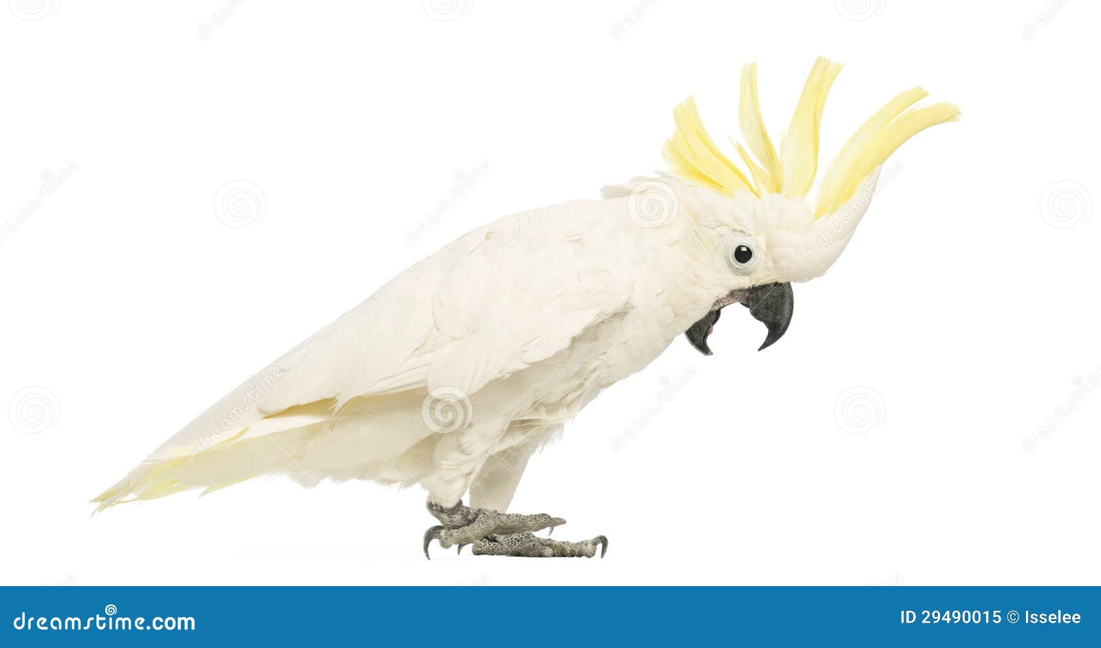sulphur-crested cockatoo, cacatua galerita, 30 years old, with crest up