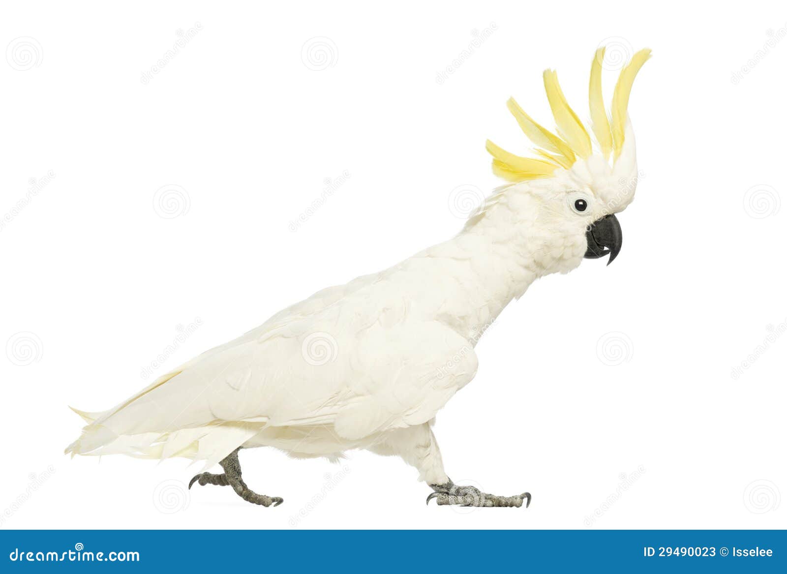 sulphur-crested cockatoo, cacatua galerita, 30 years old, walking with crest up
