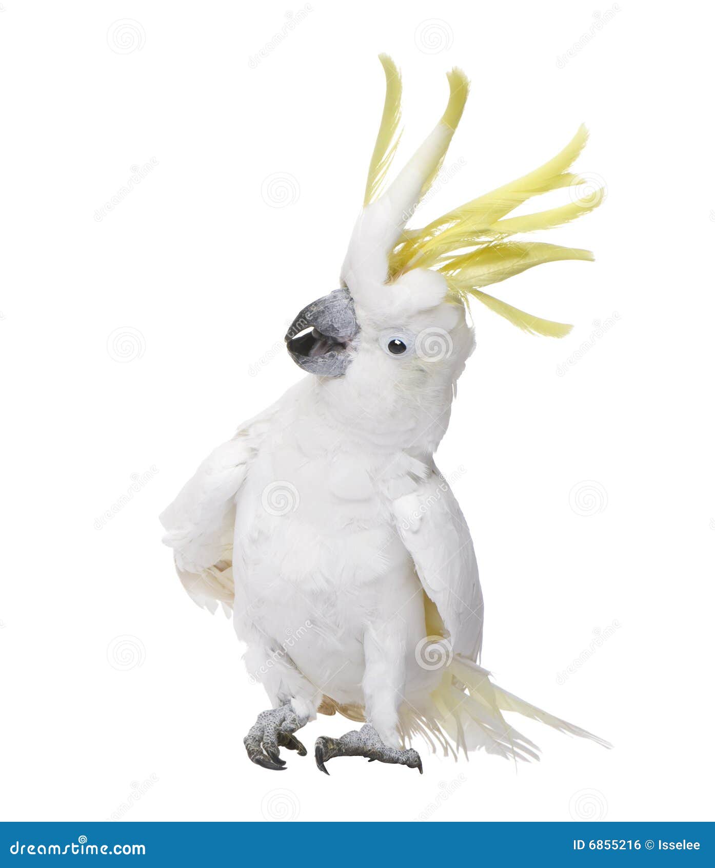 sulphur-crested cockatoo - cacatua galerita