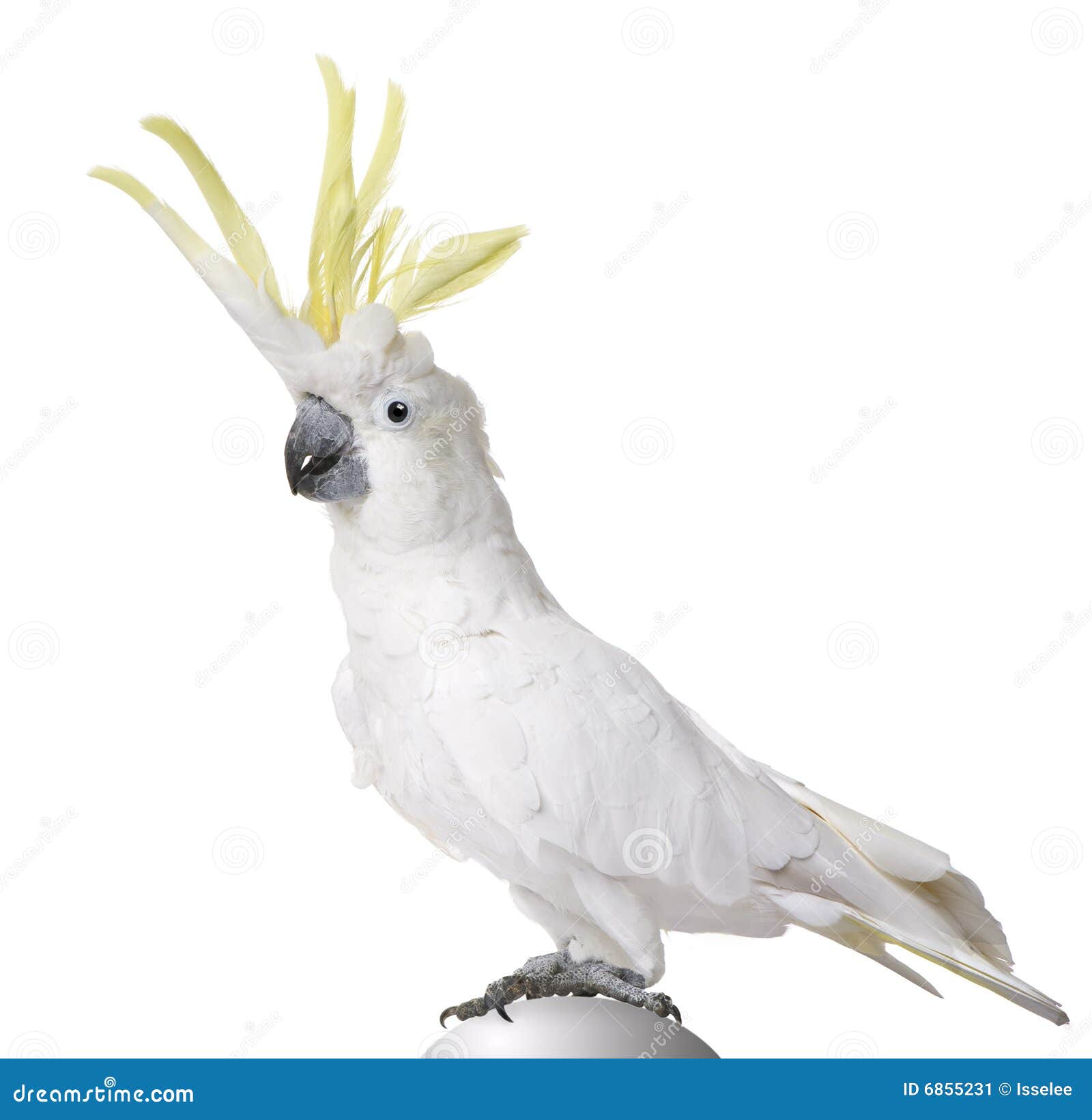 sulphur-crested cockatoo - cacatua galerita