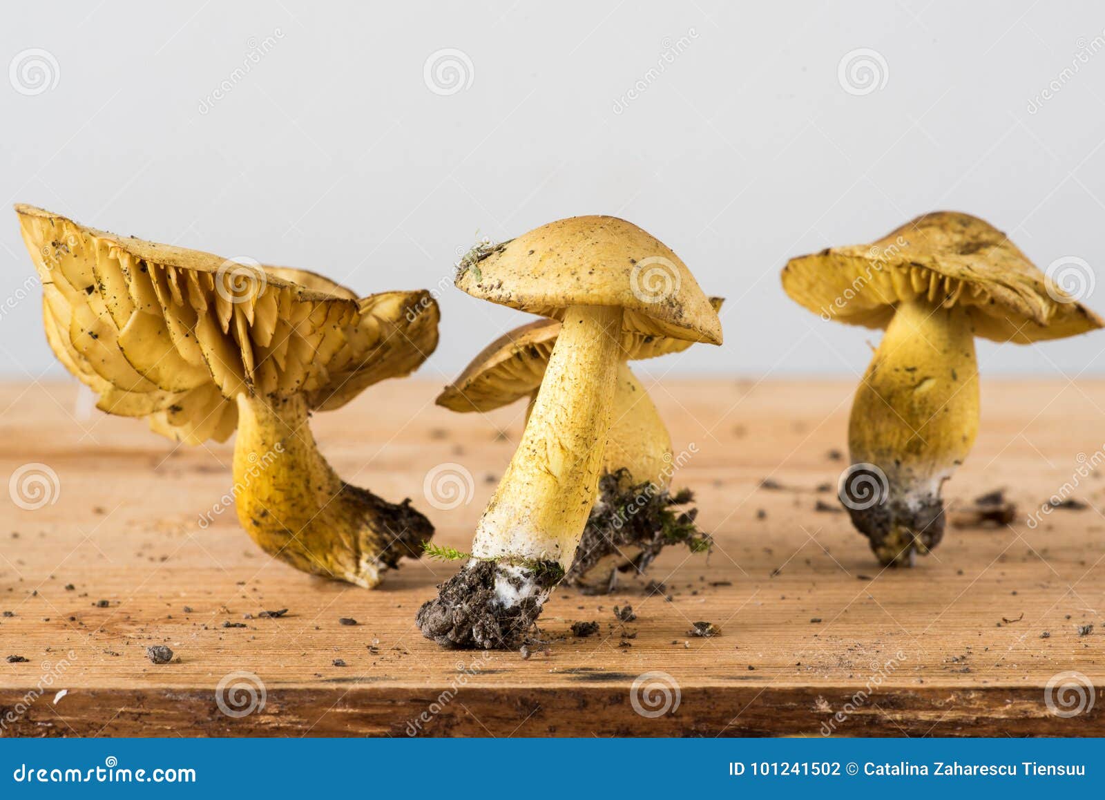 Sulphur Knight or Gas Agaric Different Stages Stock Photo Image of