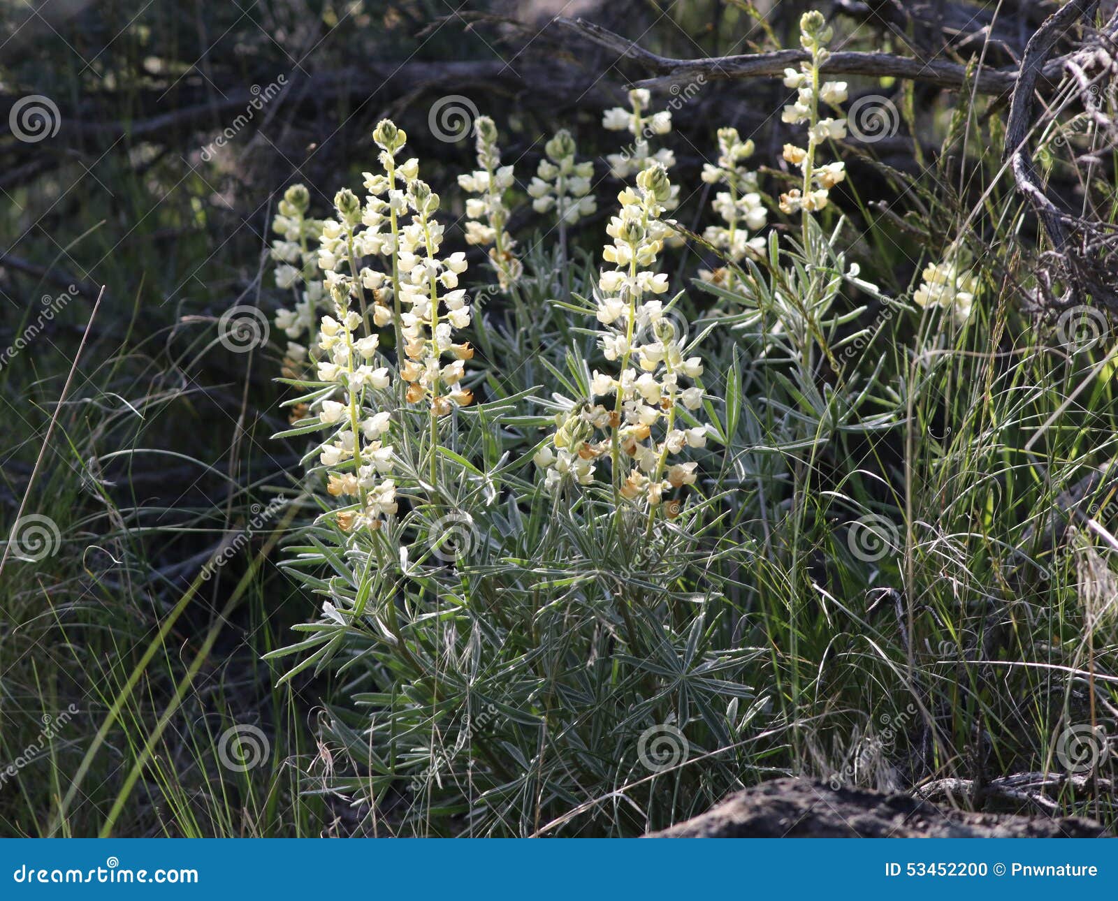 sulphur lupine - lupinus sulphureus