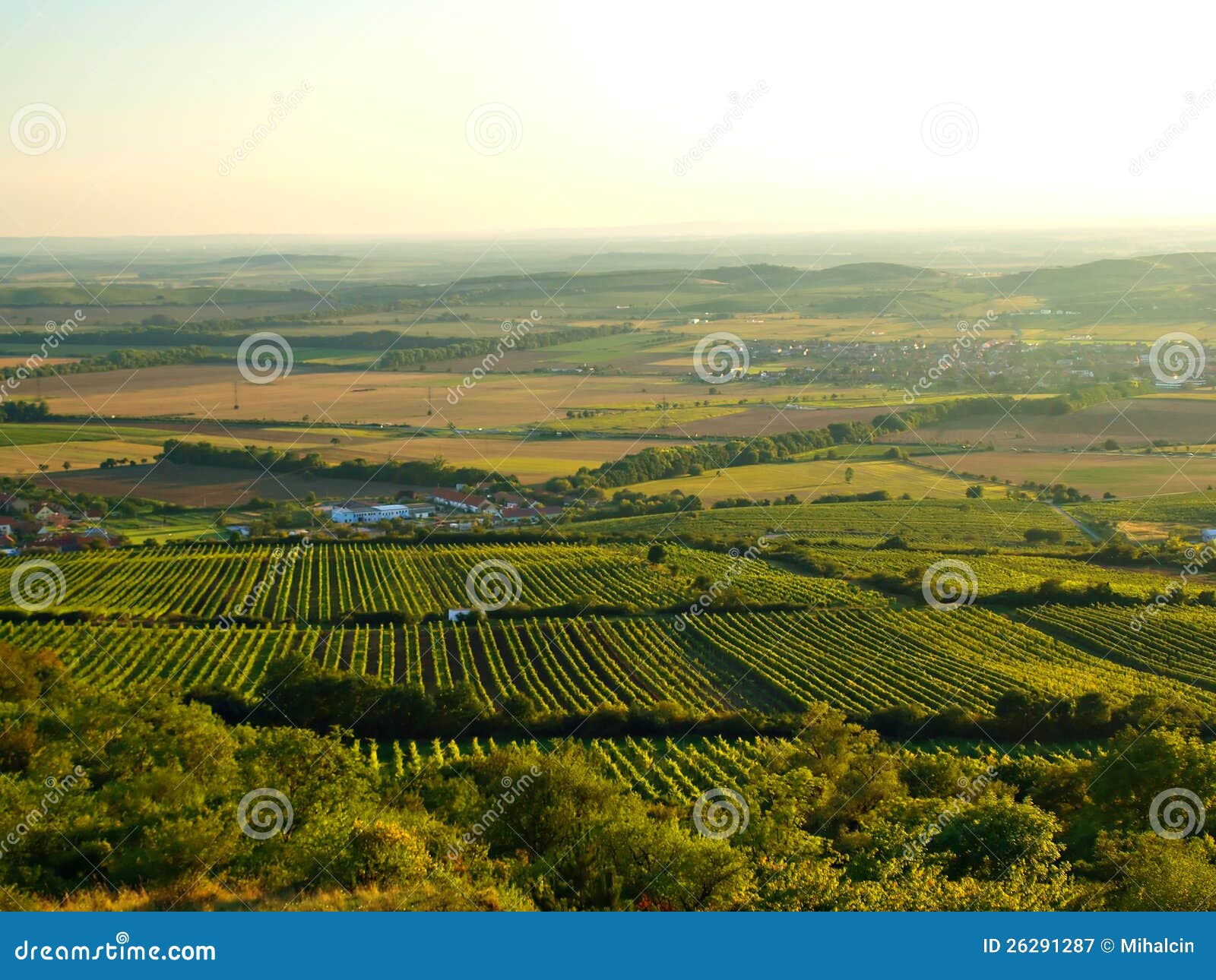 A sultry day over vineyard stock image. Image of vine 26291287