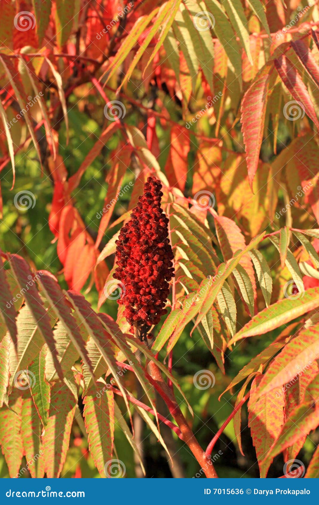 Sumac stockfoto. Bild von sumach, nave, frech, farbe, kopf 7015636