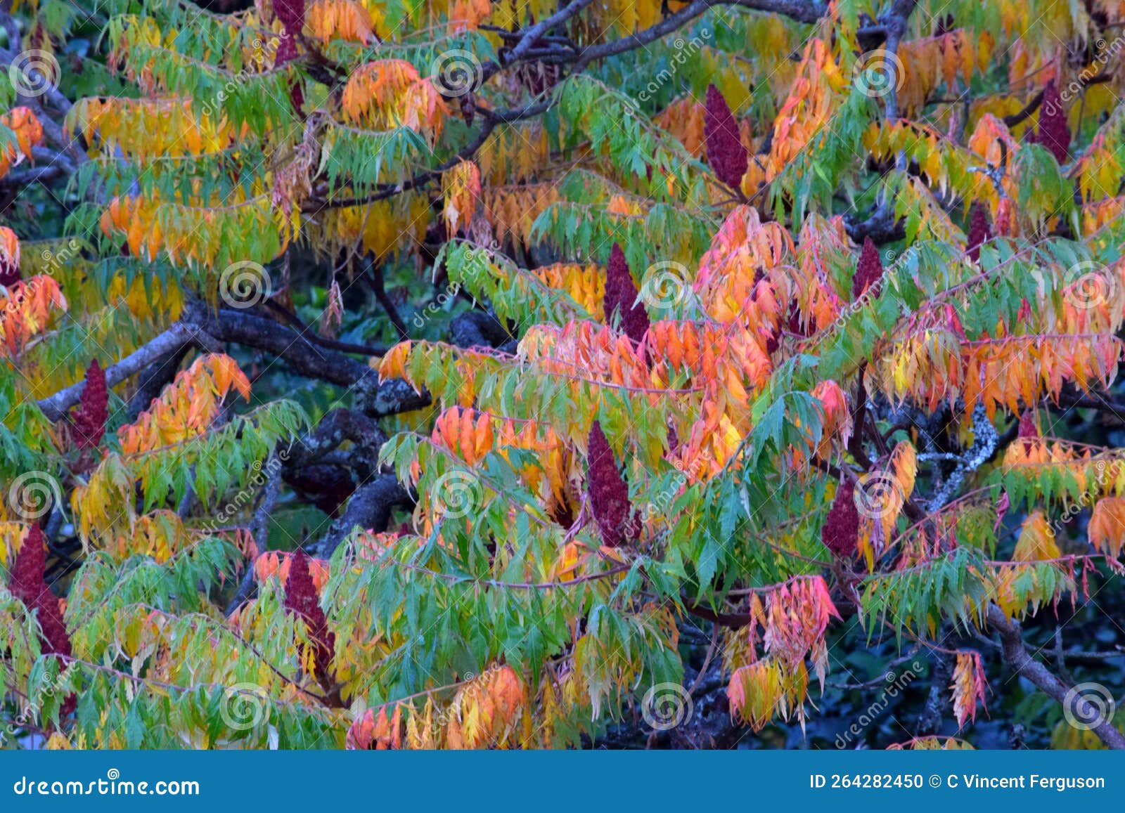 Sumac Autumn Leaf Abstract 01 Stock Photo Image of botanical, sumacs
