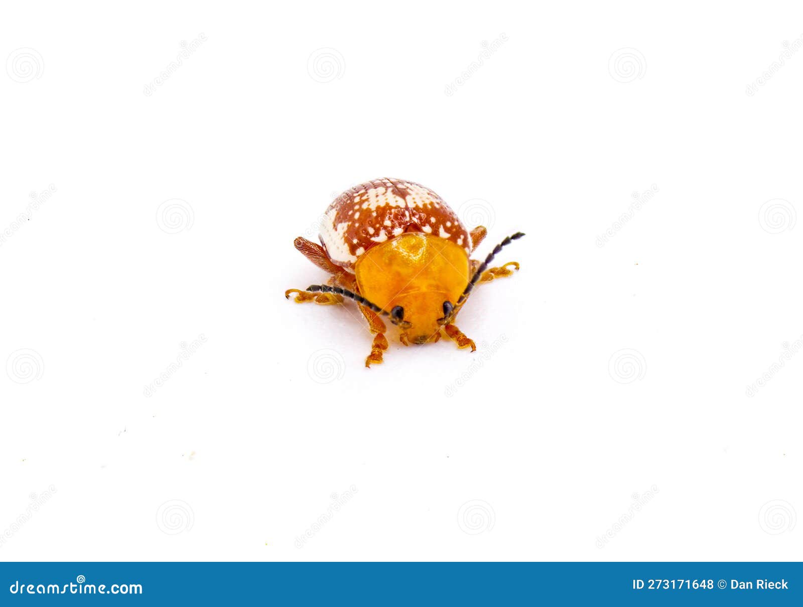 Sumac Flea Beetle Blepharida Rhois Front Face View Isolated on