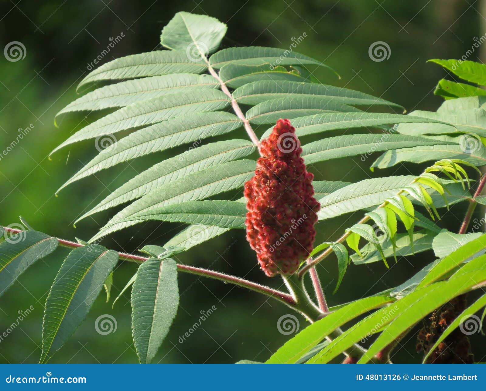 Sumac flower on tree stock photo. Image of native, herb 48013126