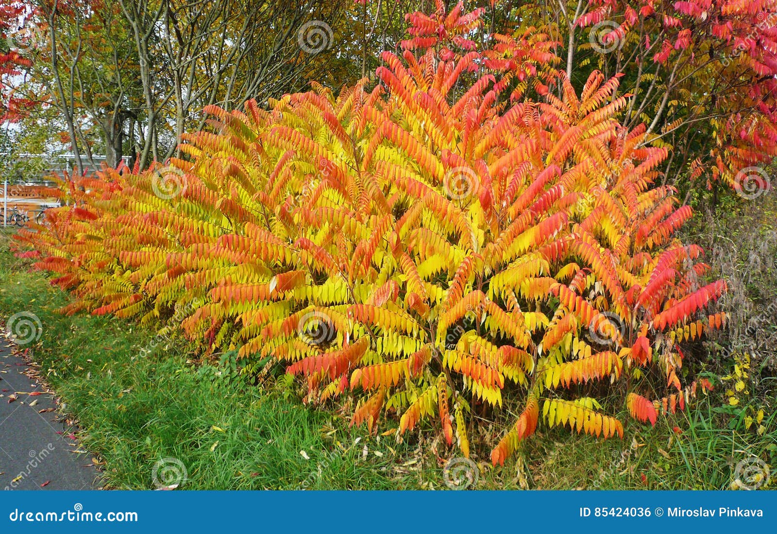 Flame Leaf Sumac Tree Stock Photos Free & RoyaltyFree Stock Photos